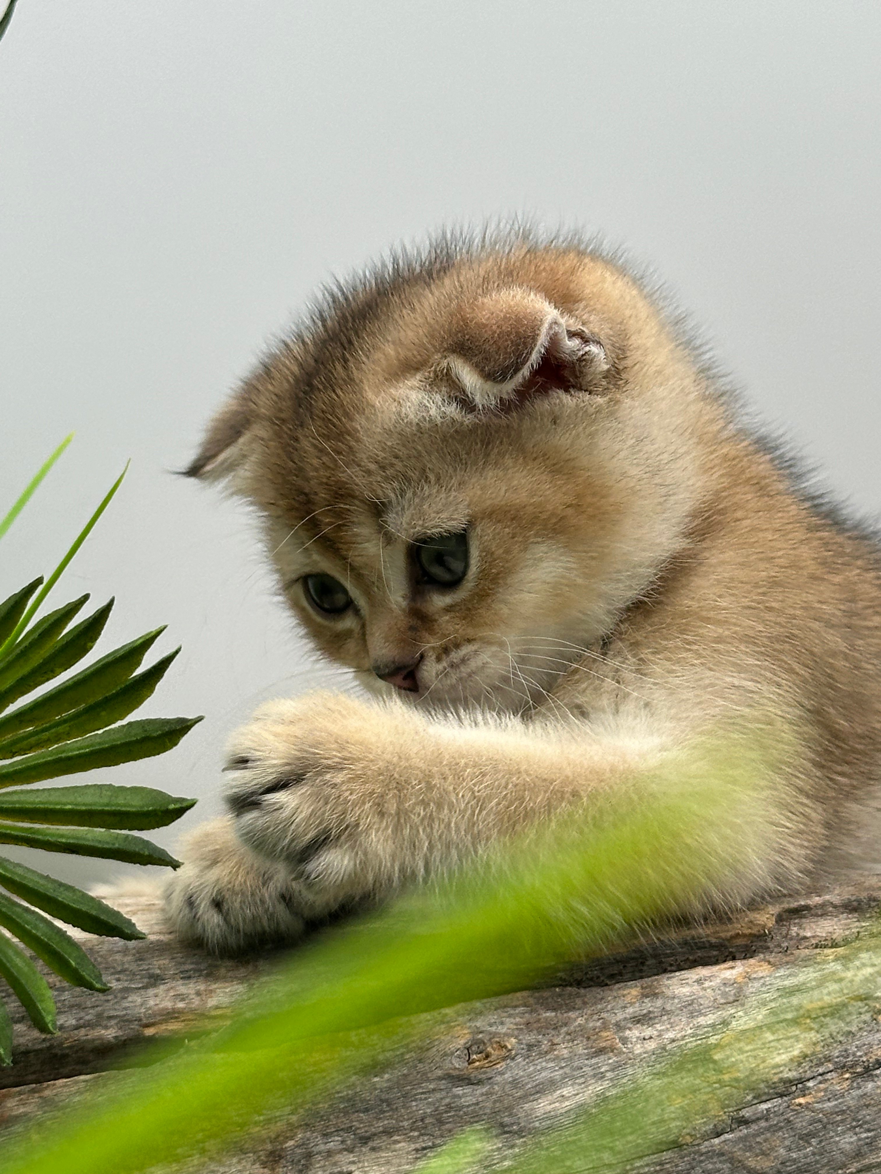 سكوتش فولد ذكر