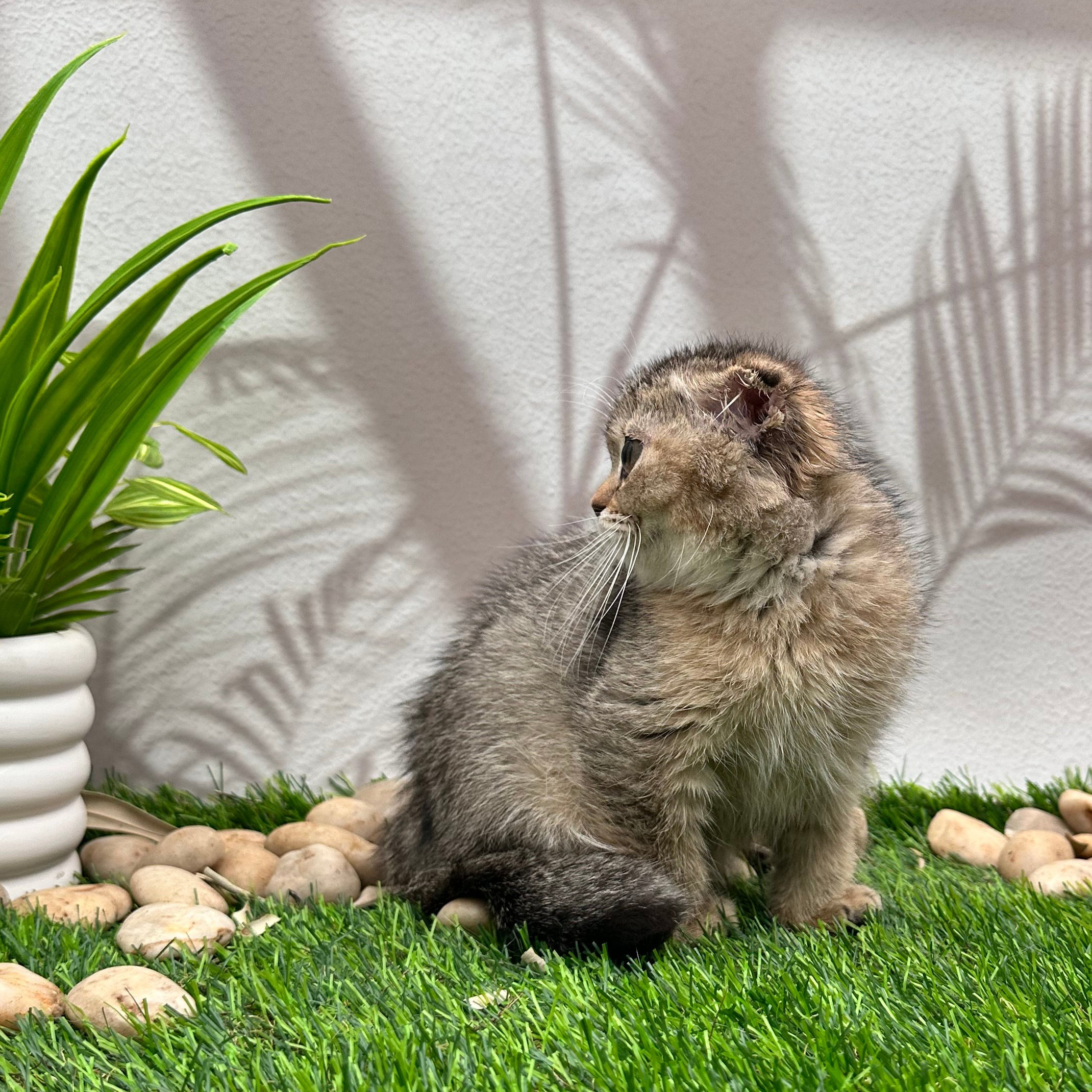 سكوتش فولد تايقر - انثى