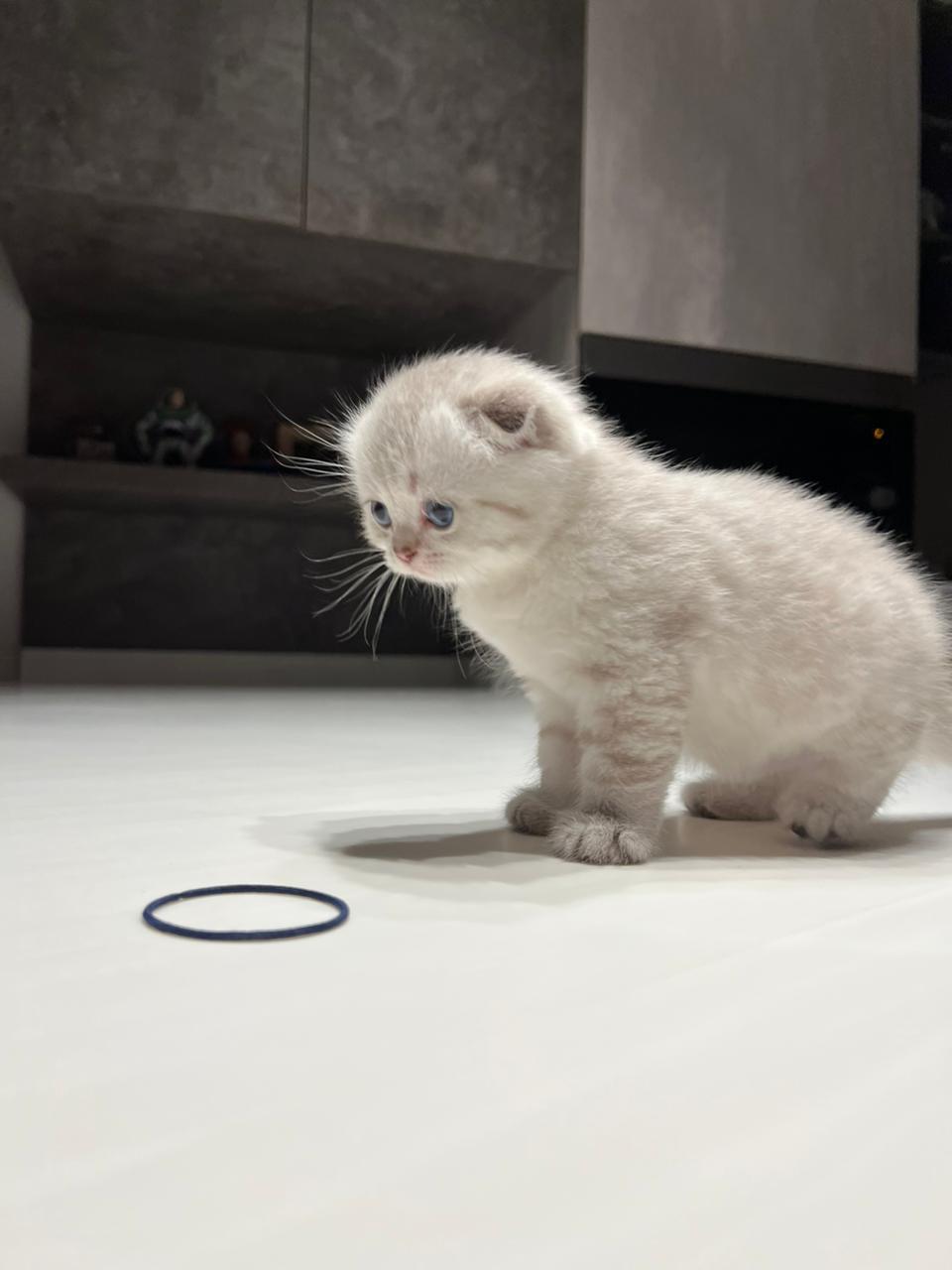 سكوتش ترييبل فولد رمادي فاتح