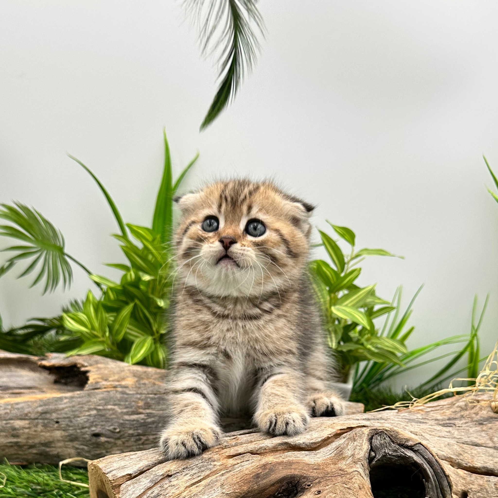 سكوتش فولد تايقر - انثى