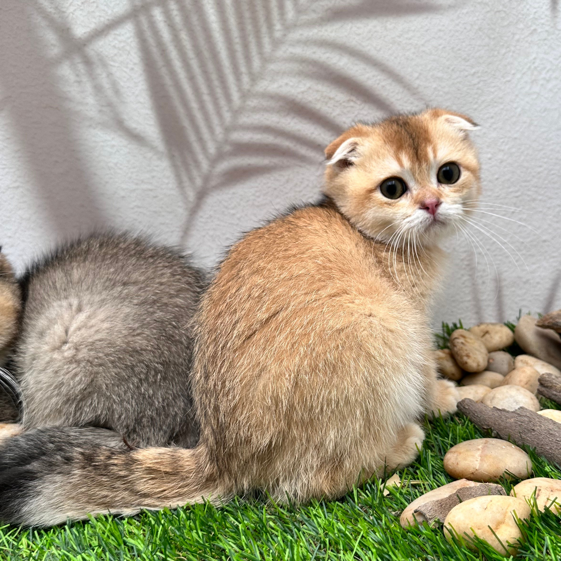 سكوتش فولد اورنج- ذكر