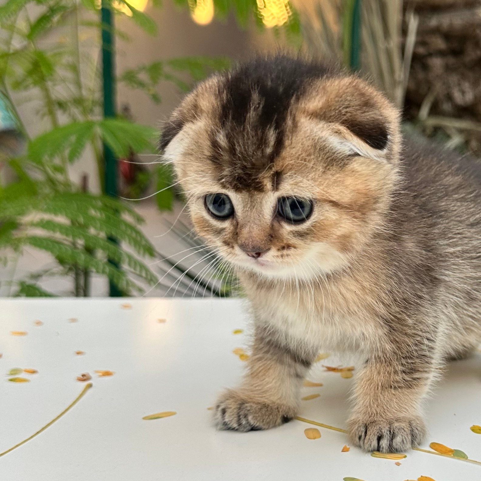 سكوتش فولد -ذكر