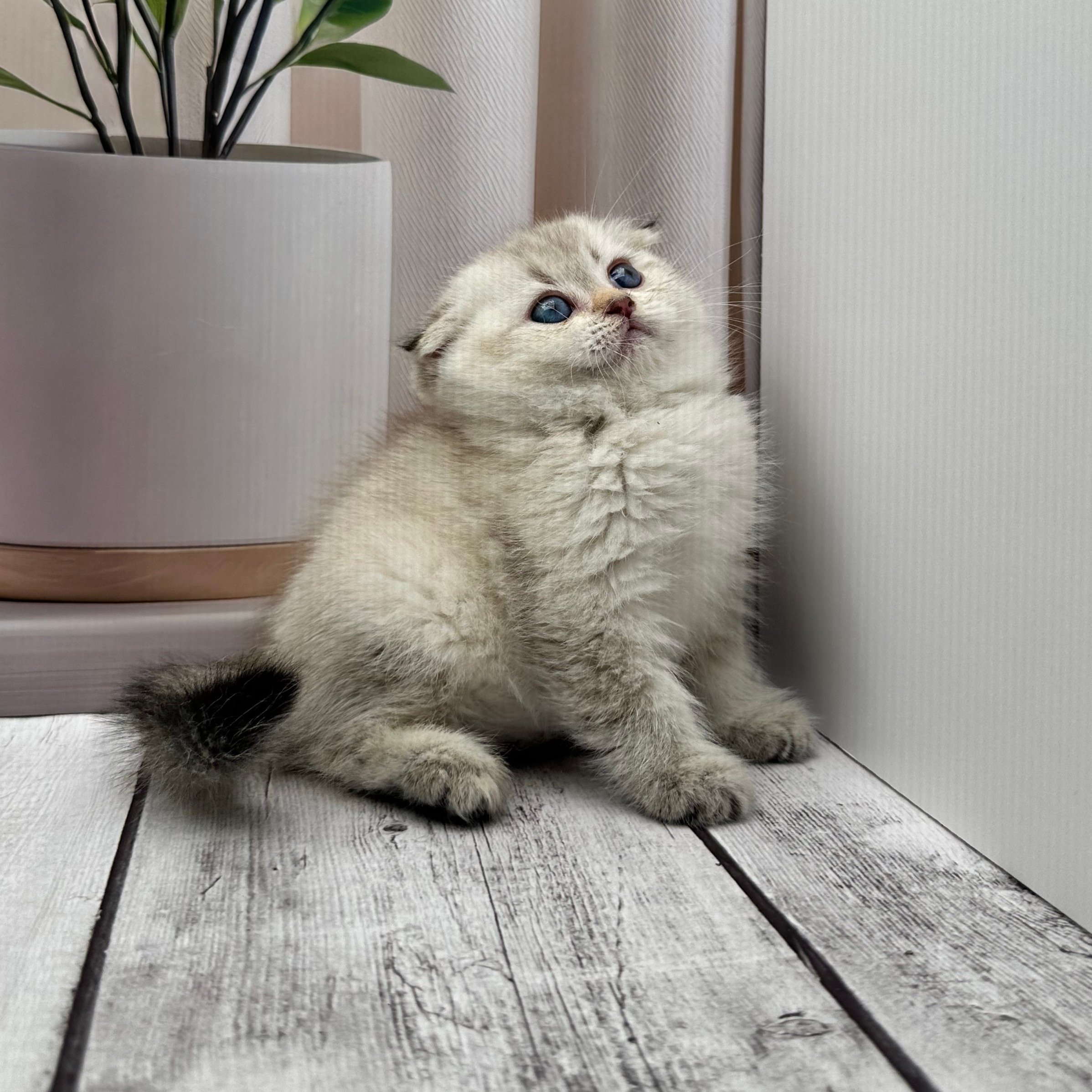 سكوتش هملايا -انثى