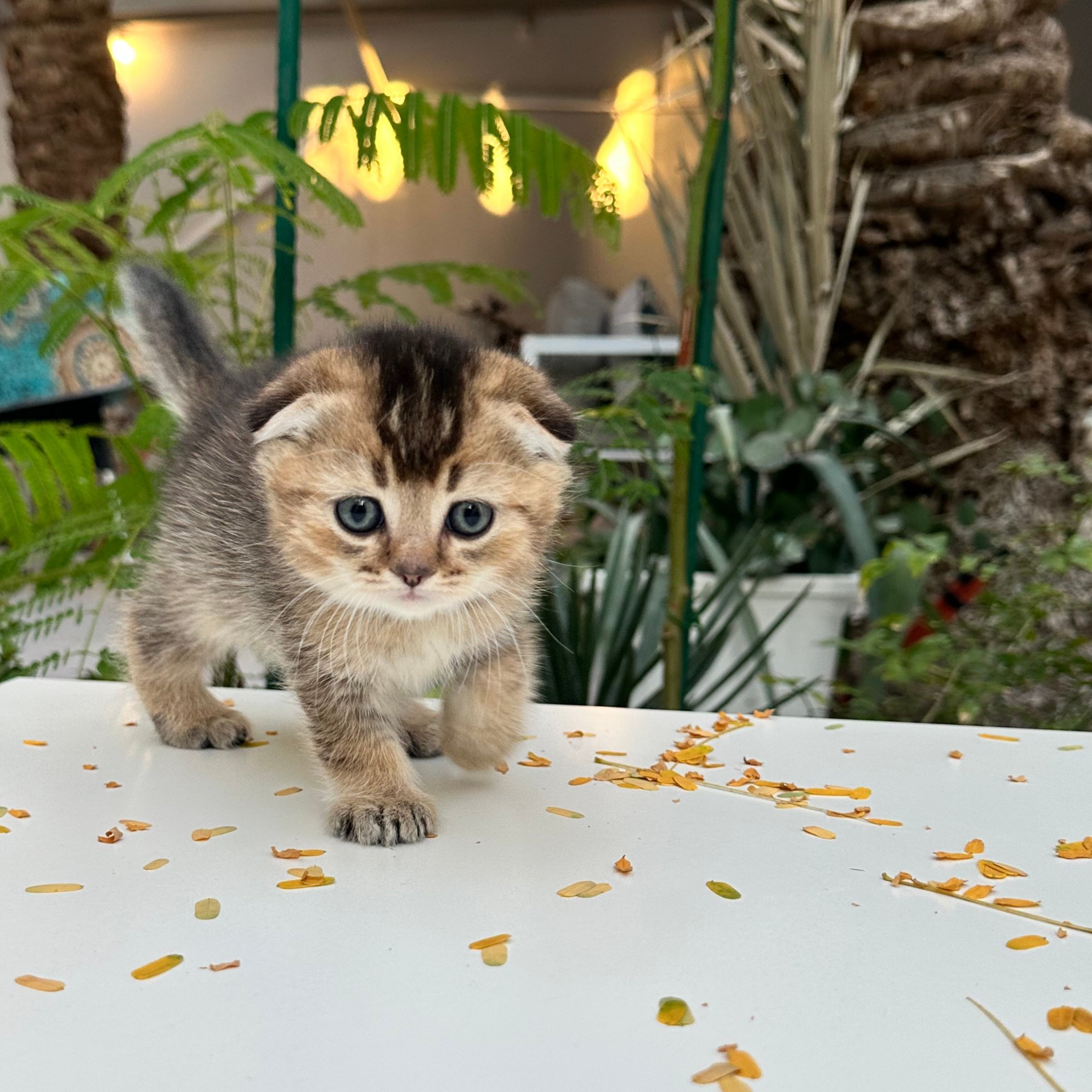 سكوتش فولد -ذكر