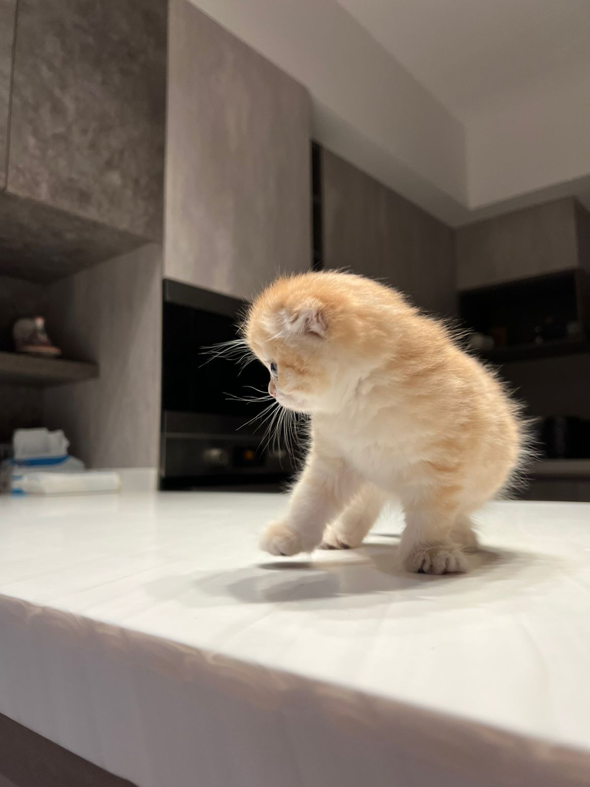 سكوتش مشمشي تايقر - قطة سكوتش