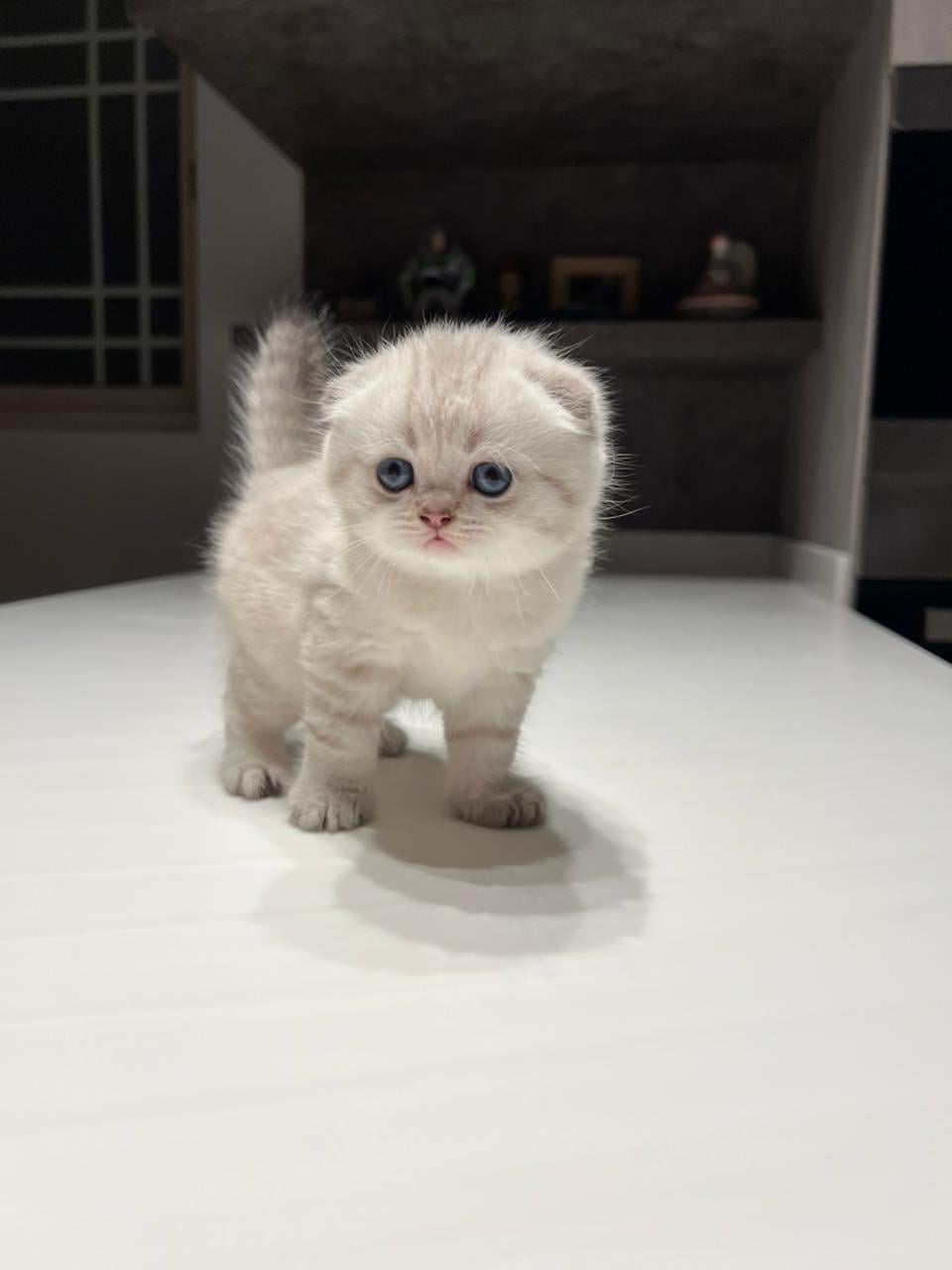 سكوتش ترييبل فولد رمادي فاتح