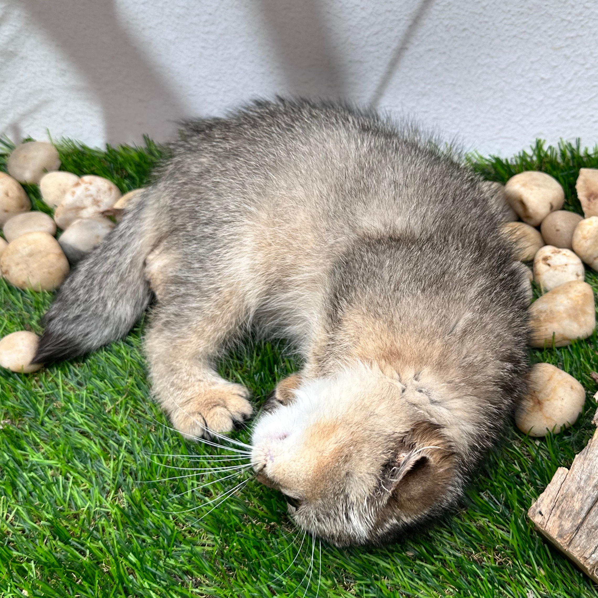 سكوتش فولد تايقر - انثى