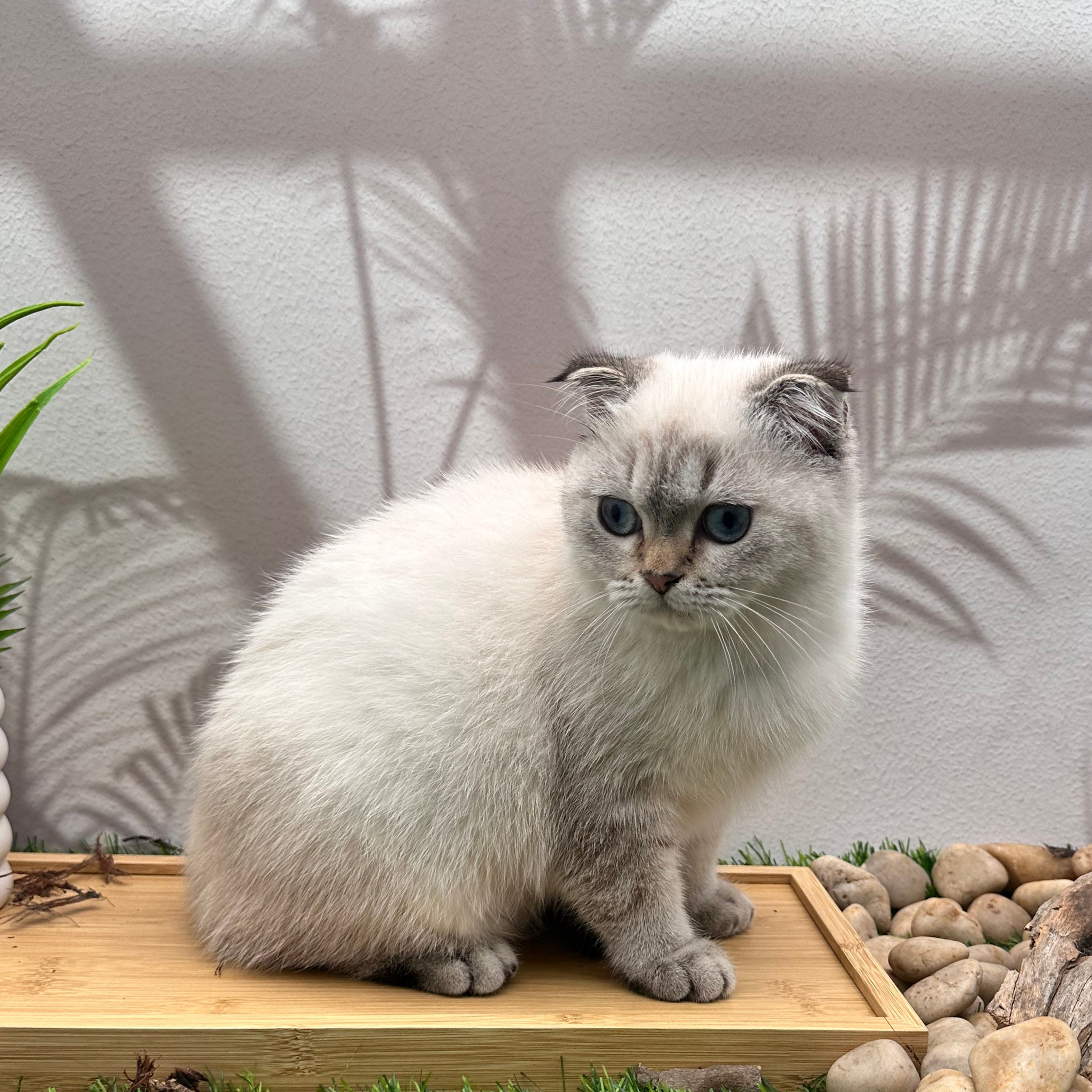 سكوتش ستريت هملايا - ذكر