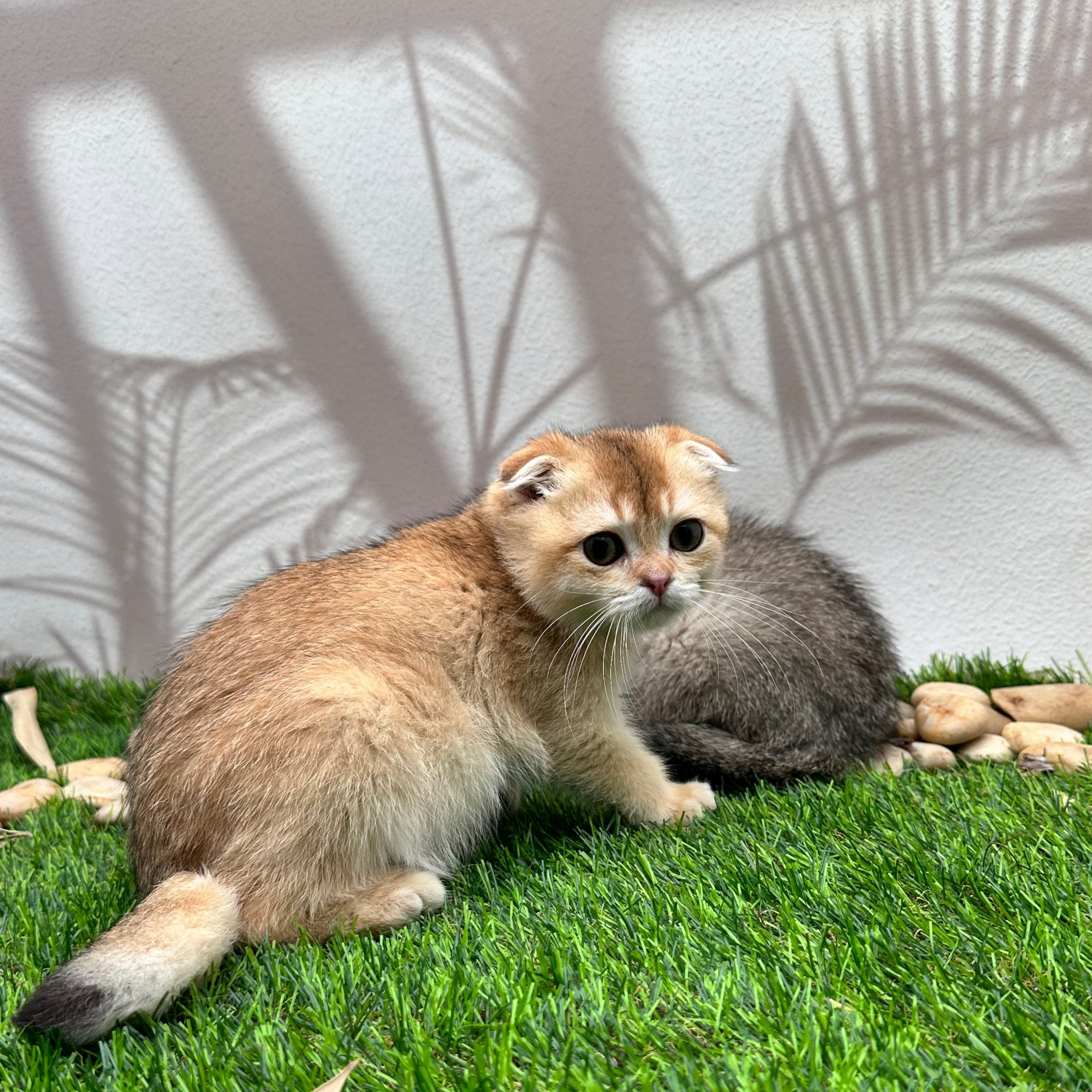 سكوتش فولد اورنج- ذكر