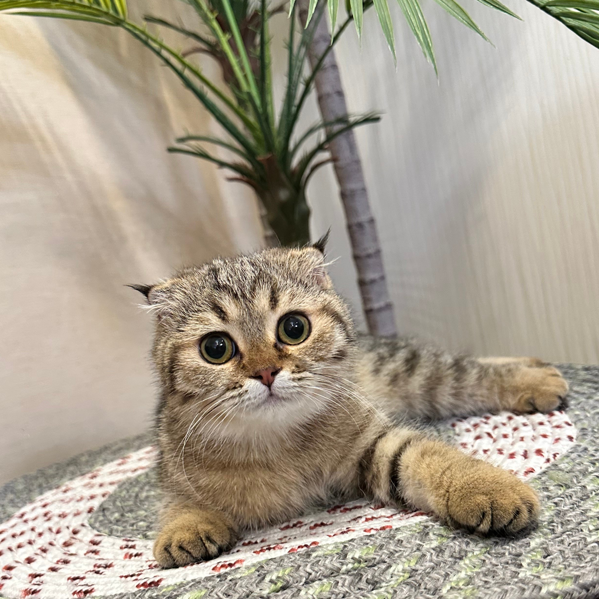 سكوتش فولد تايقر - انثى