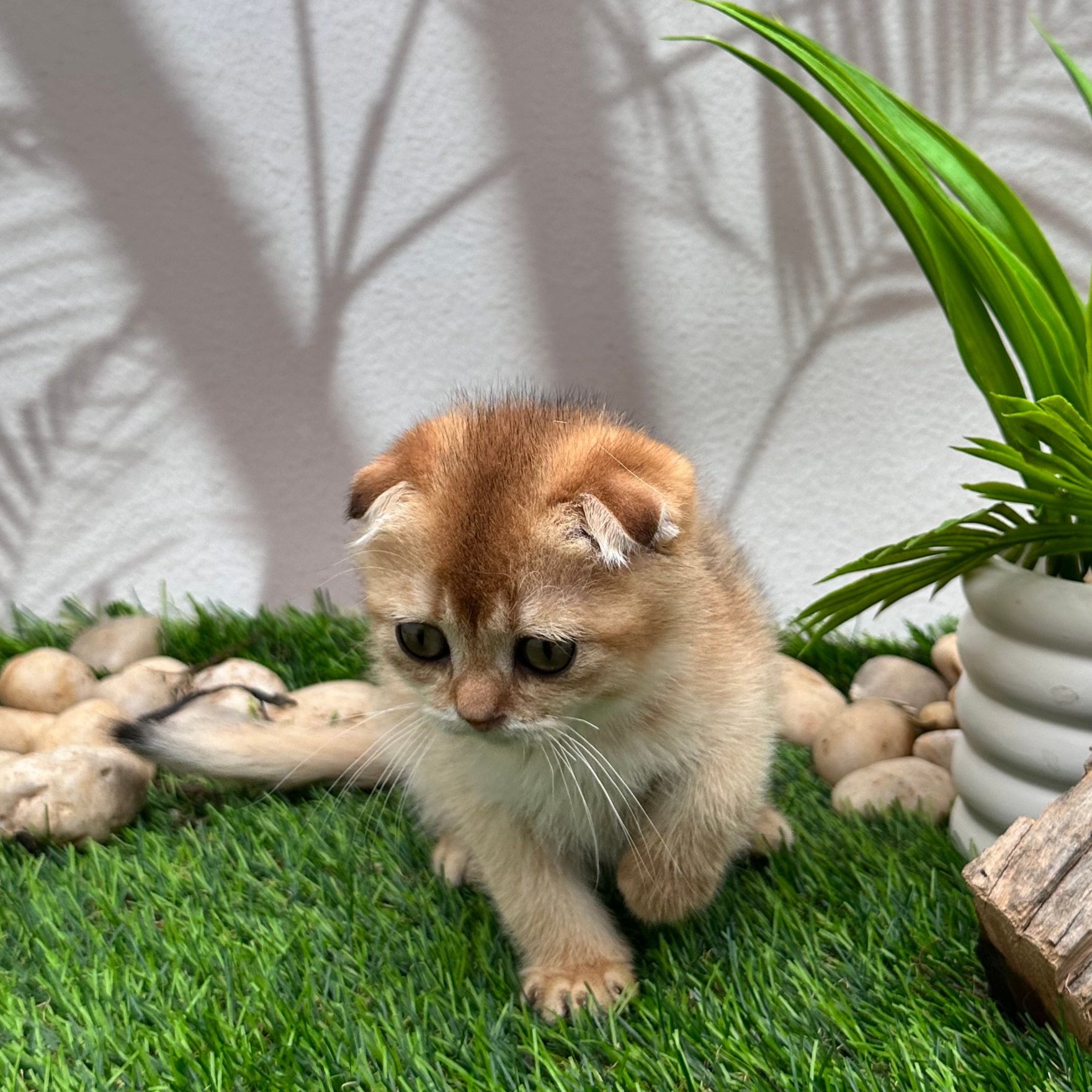 سكوتش فولد اورنج- ذكر