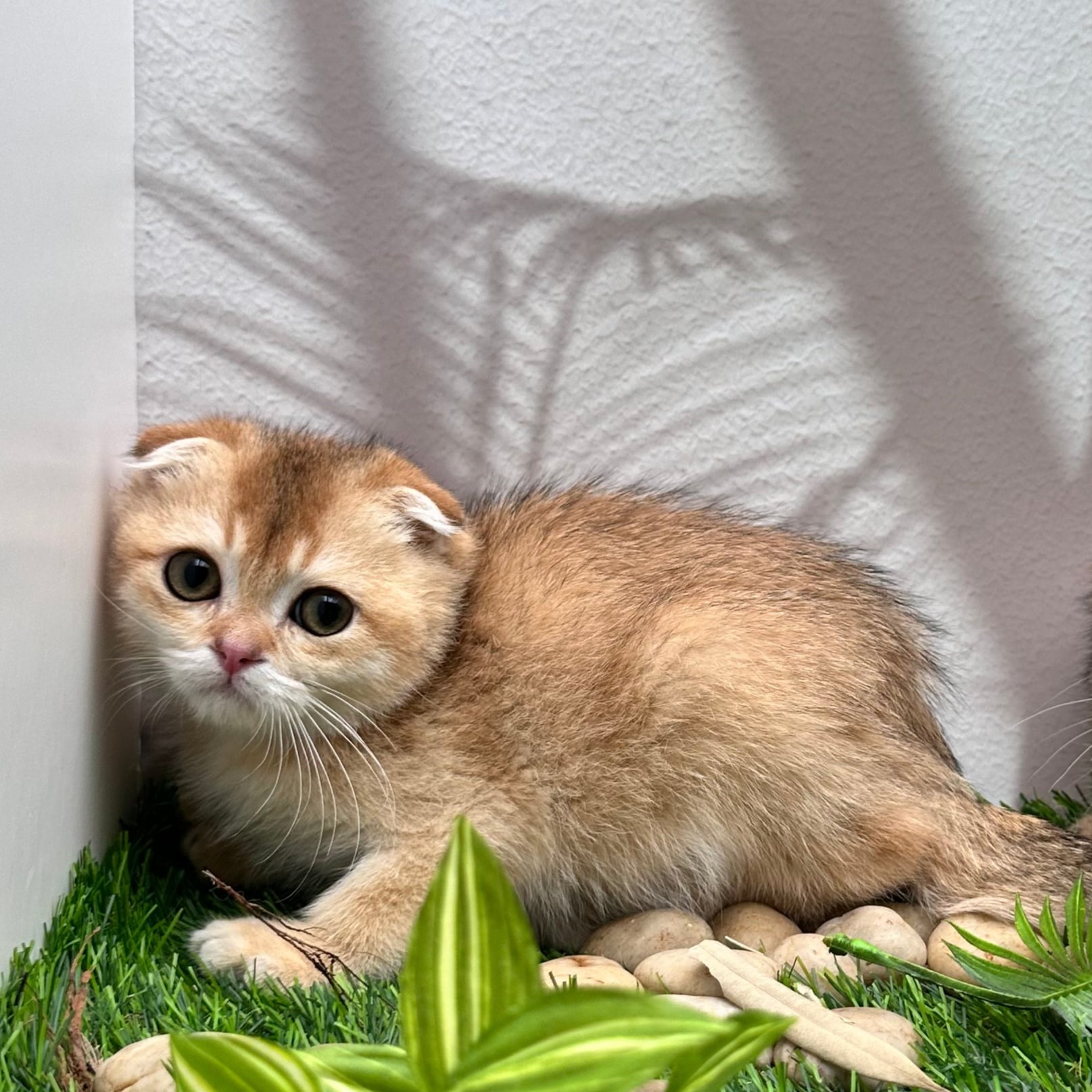 سكوتش فولد اورنج- ذكر