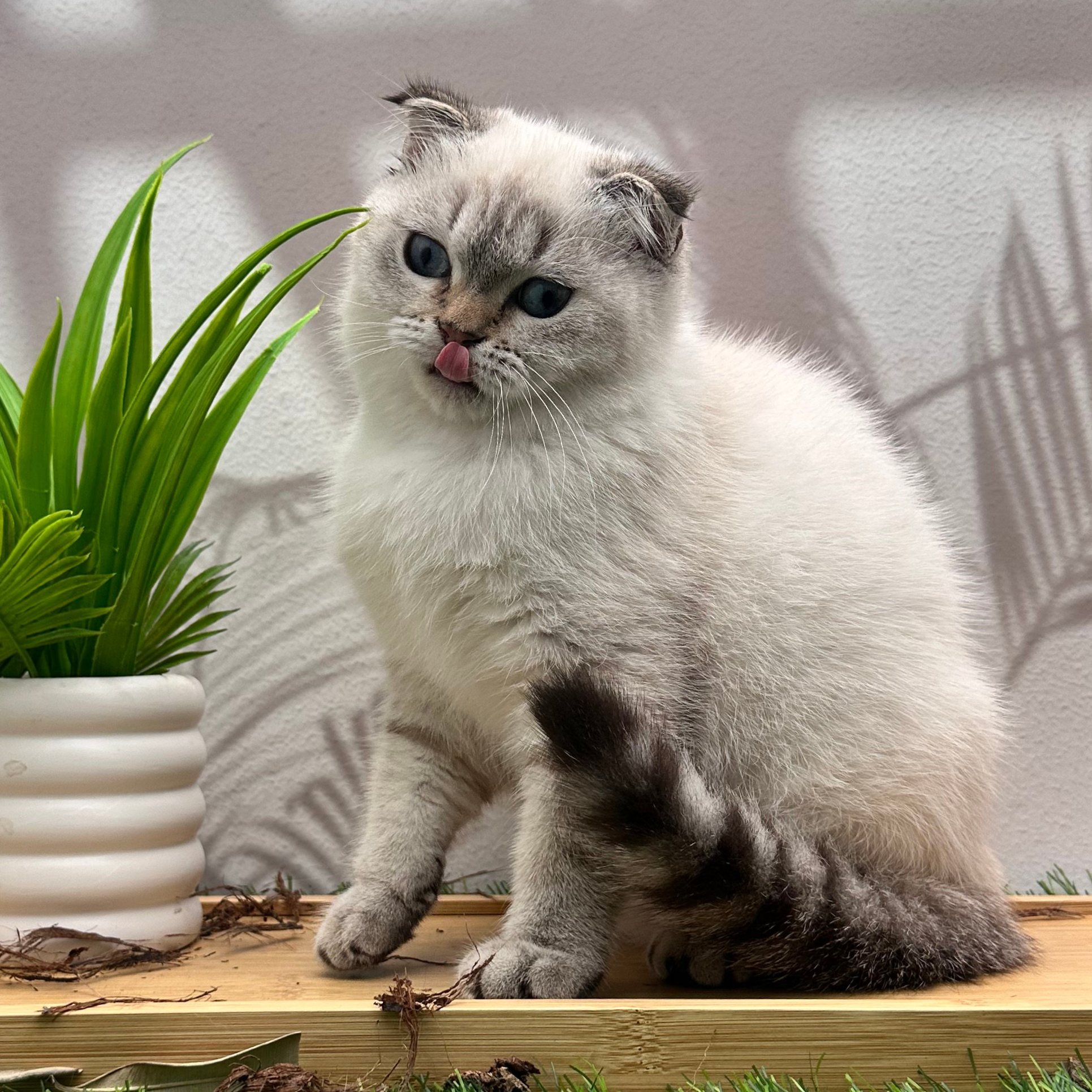 سكوتش ستريت هملايا - ذكر