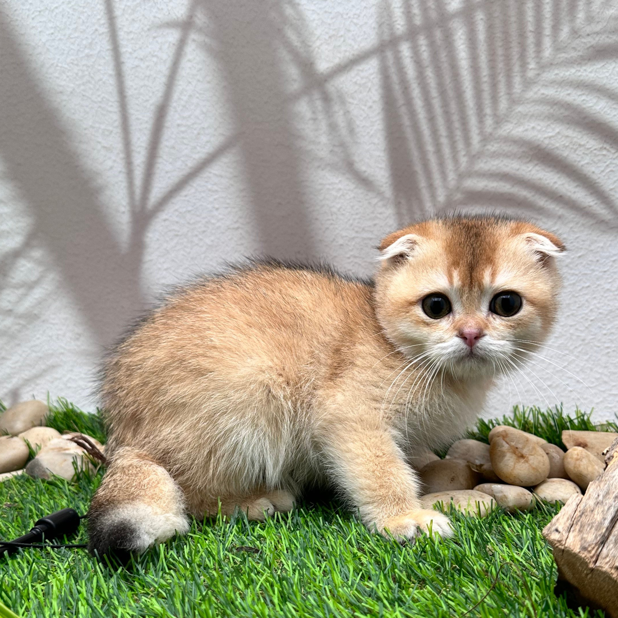 سكوتش فولد اورنج- ذكر