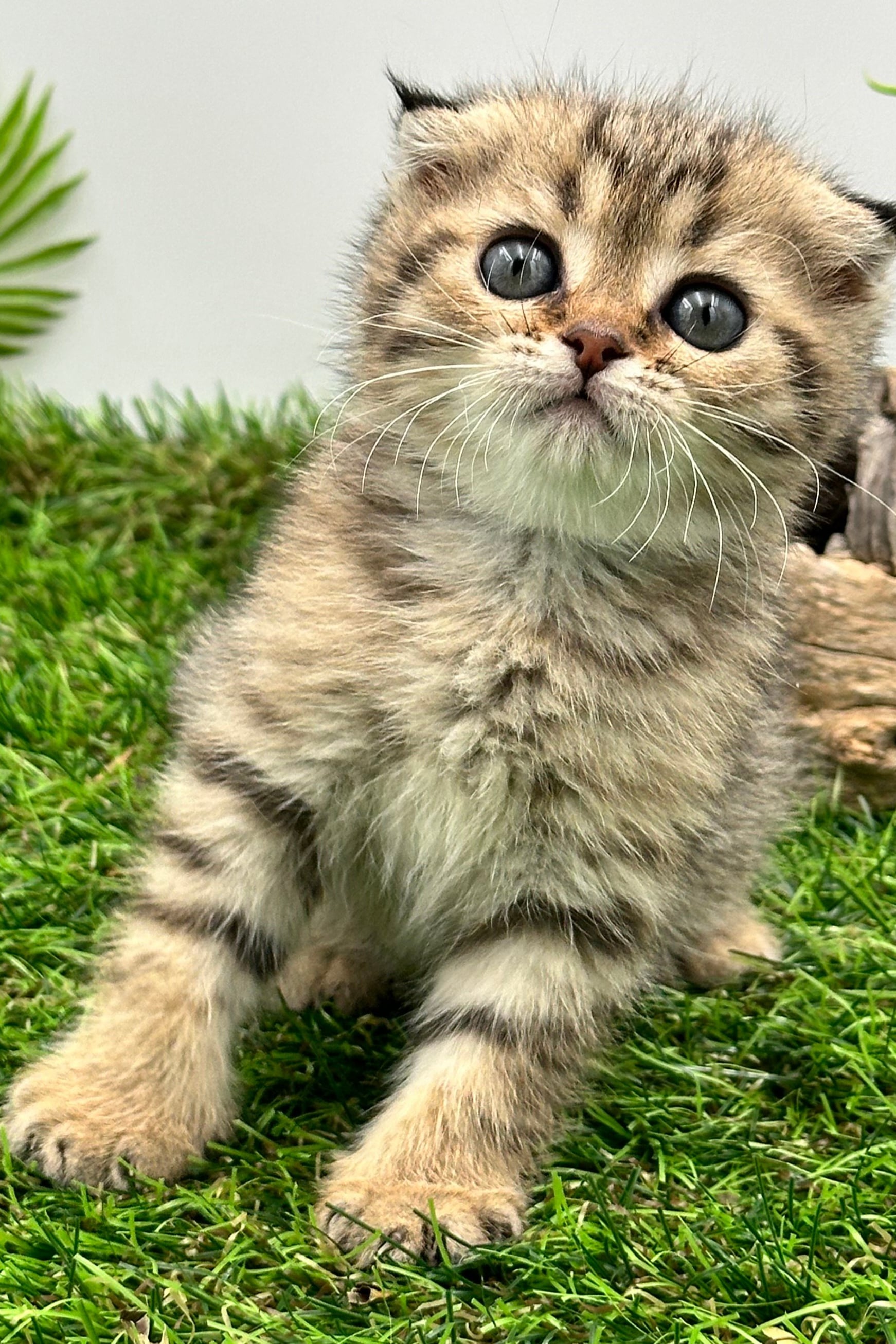 سكوتش فولد تايقر - ذكر