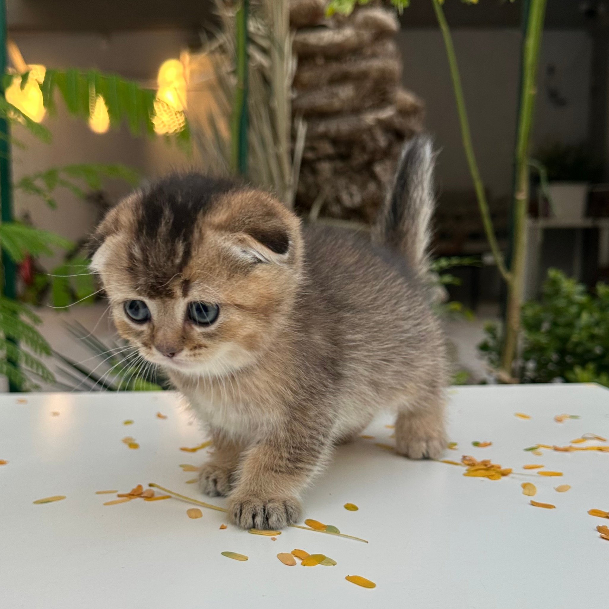 سكوتش فولد -ذكر