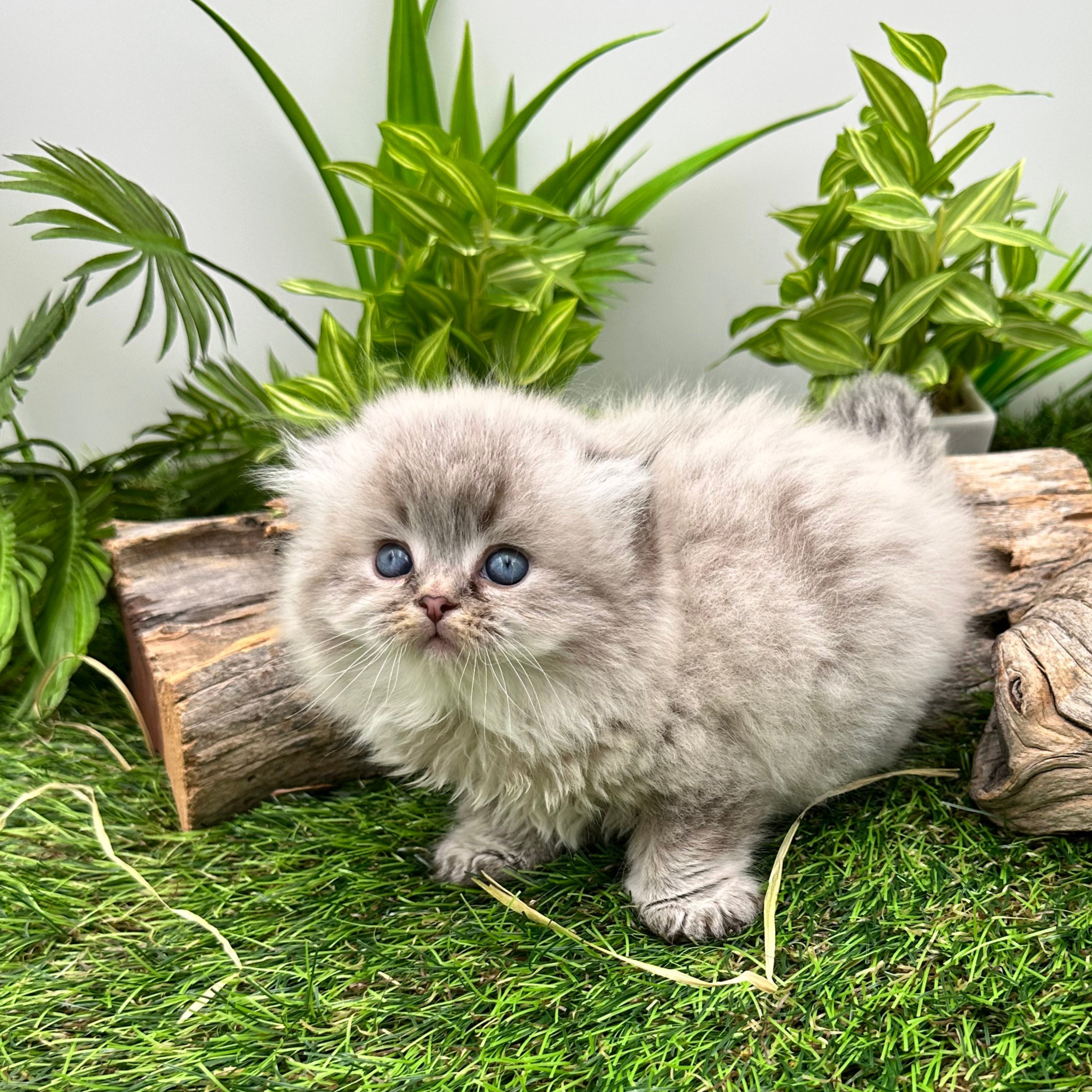 سكوتش تربل فولد - ذكر