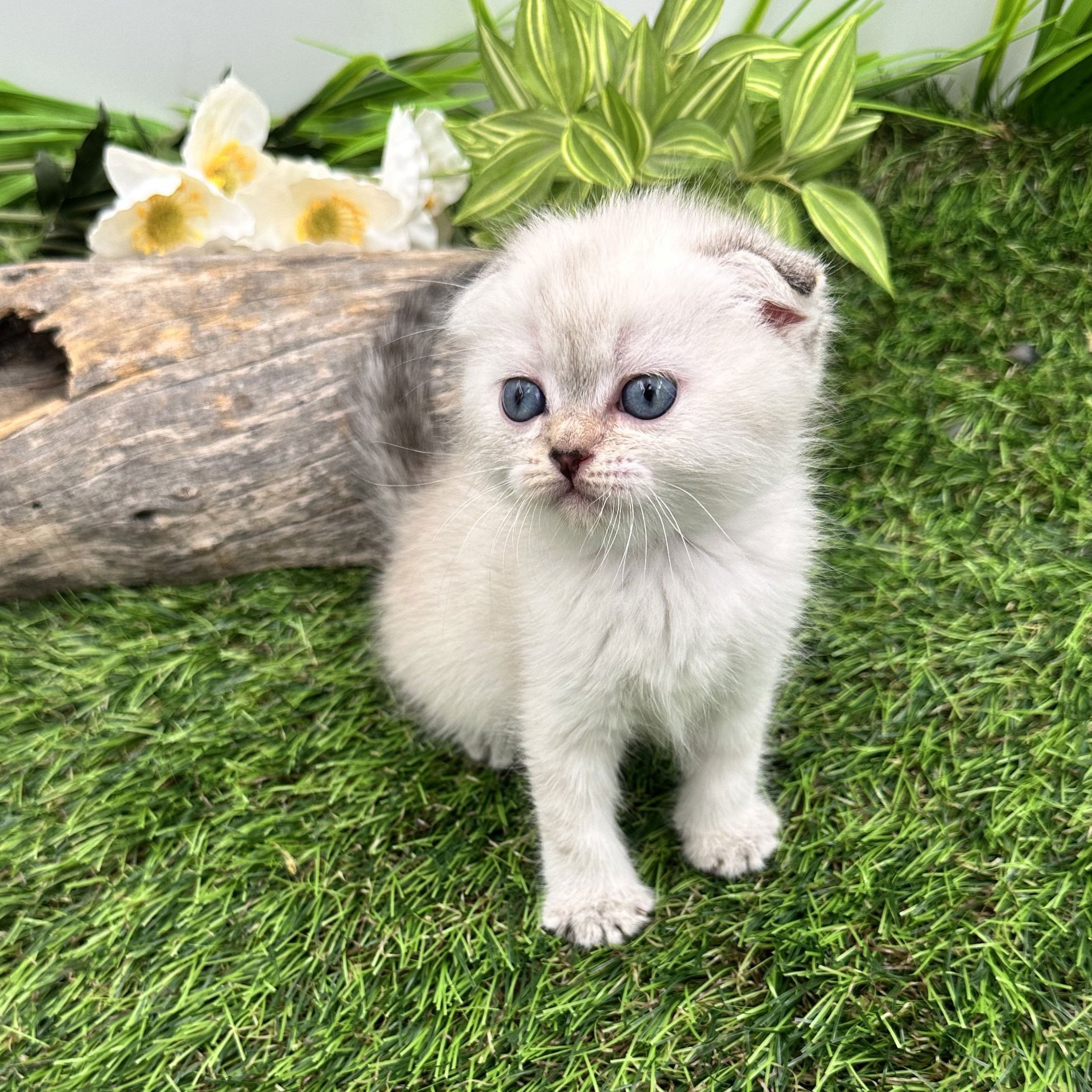 سكوتش فولد ابيض رمادي - انثى