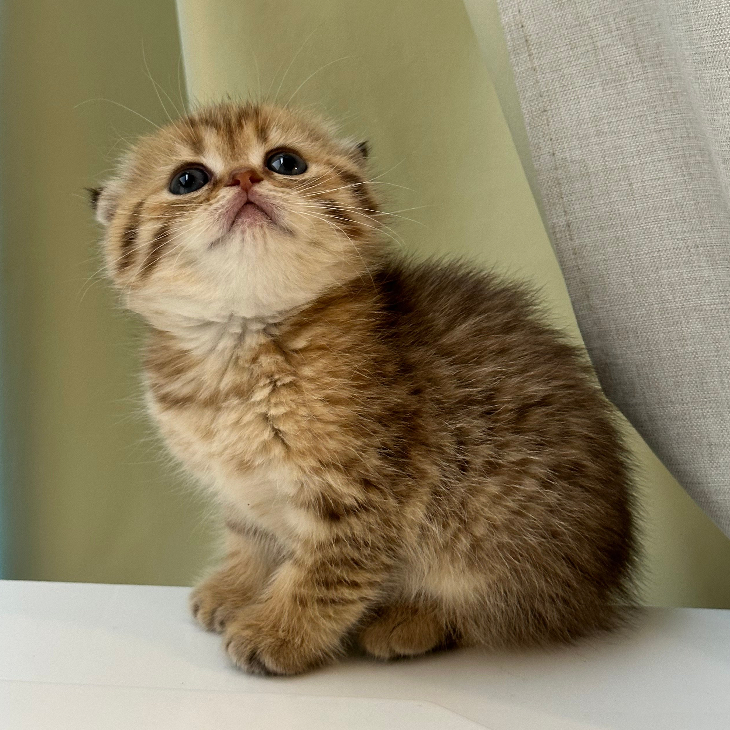 سكوتش فولد تايقر فاتح - انثى