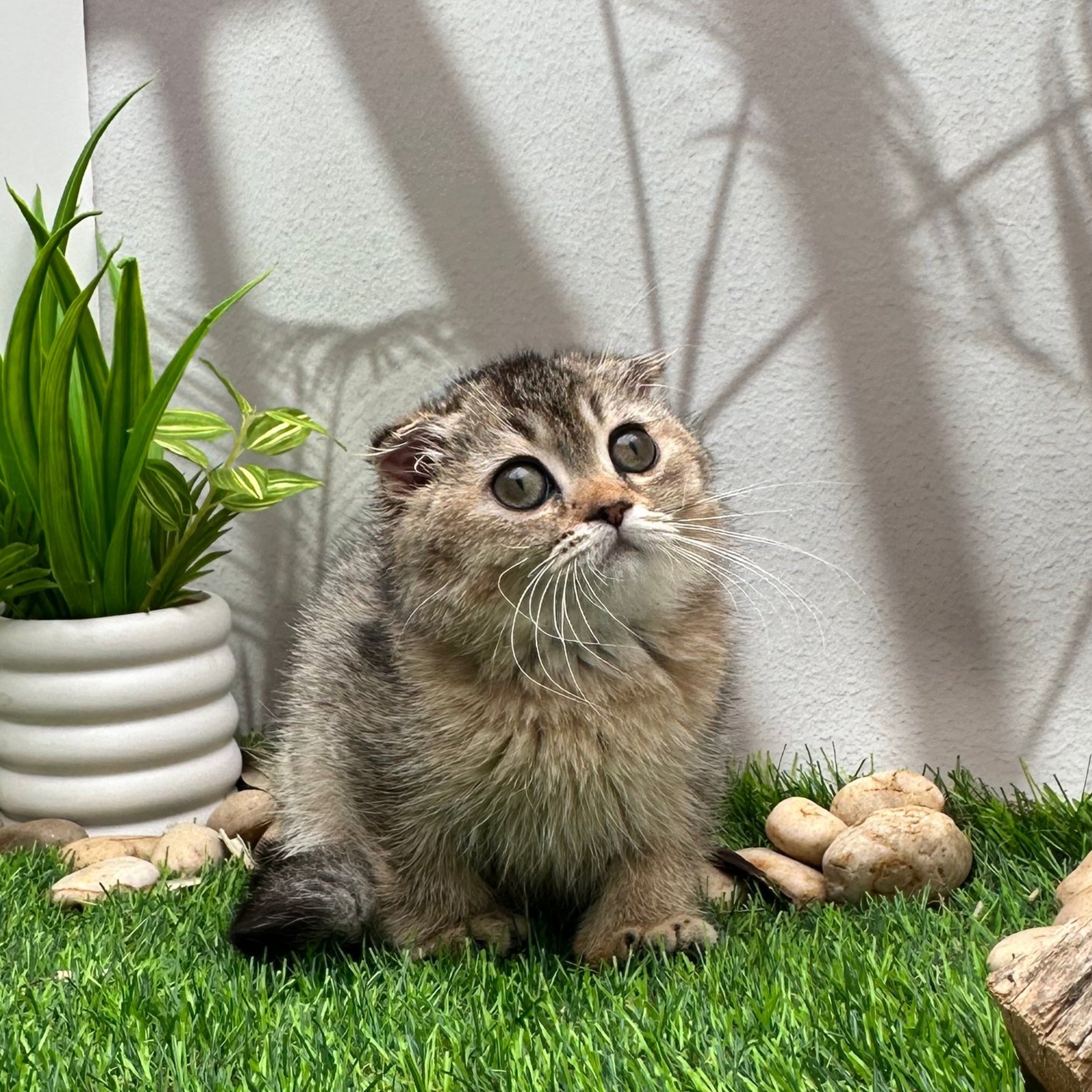 سكوتش فولد تايقر - انثى