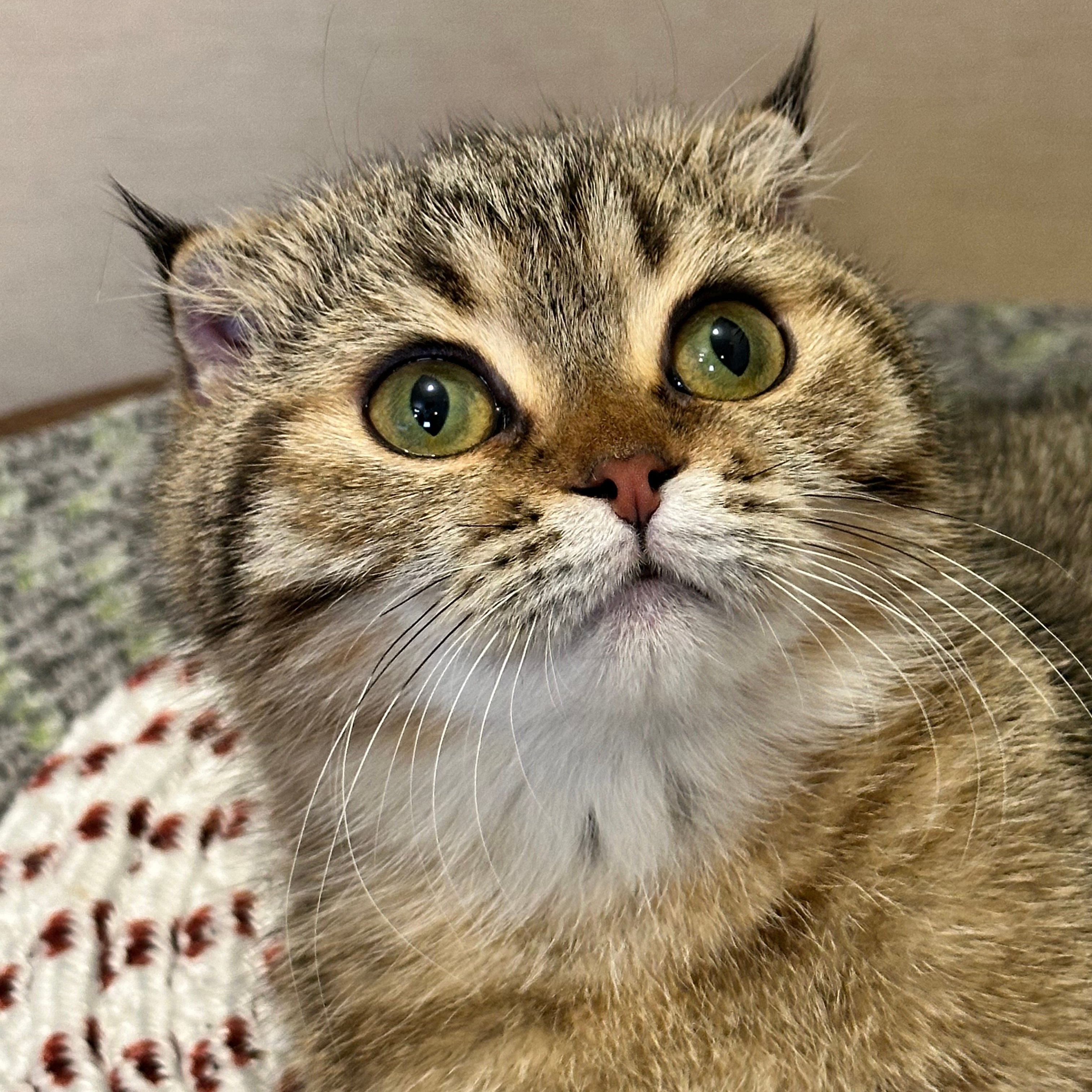 سكوتش فولد تايقر - انثى