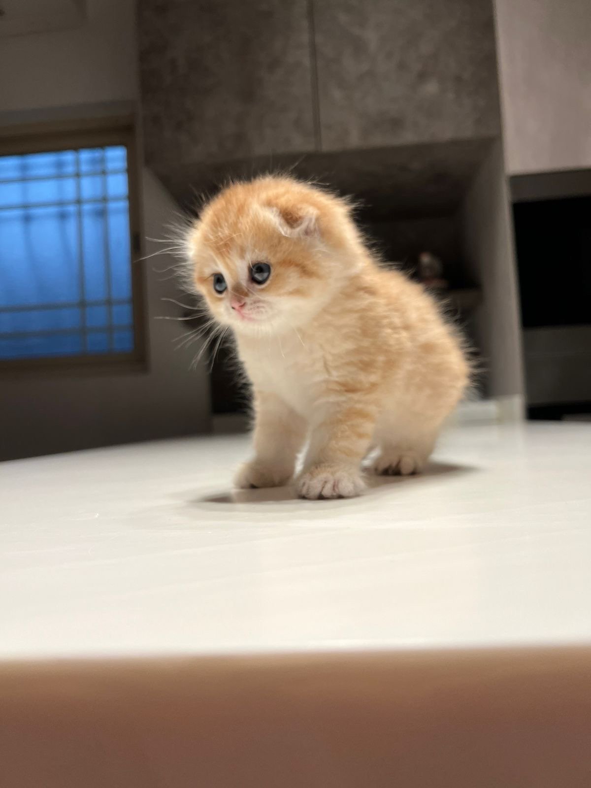 سكوتش مشمشي تايقر - قطة سكوتش