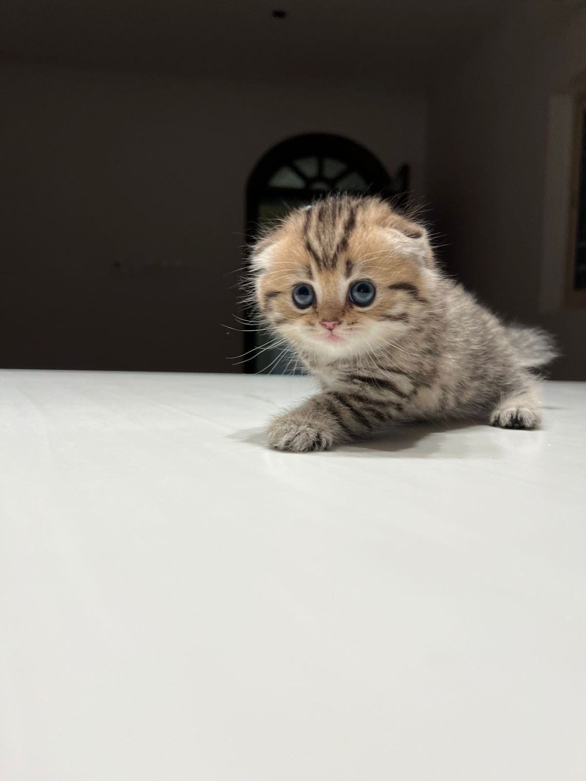 قط سكوتش تايقر انثى - سكوتش تايقر