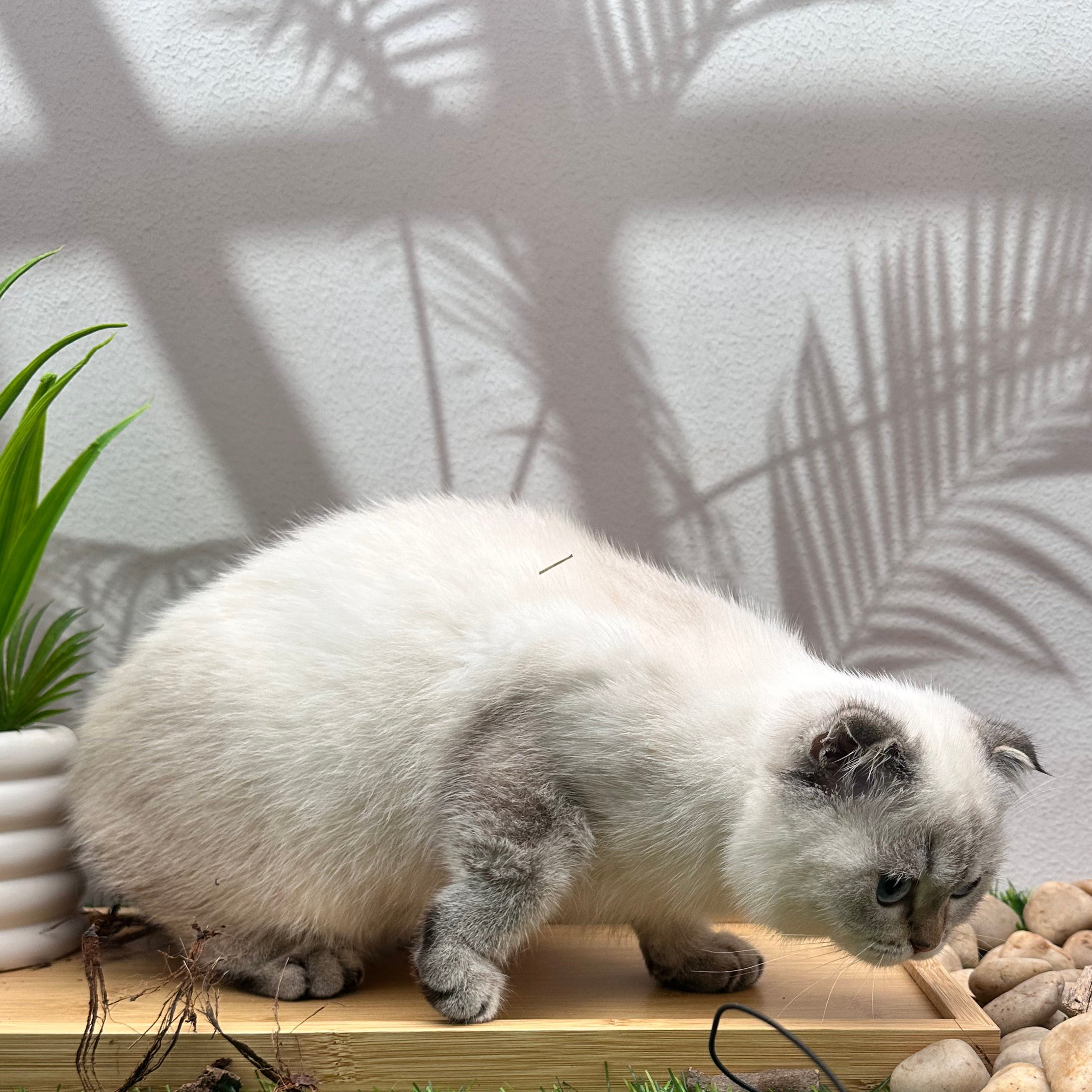 سكوتش ستريت هملايا - ذكر