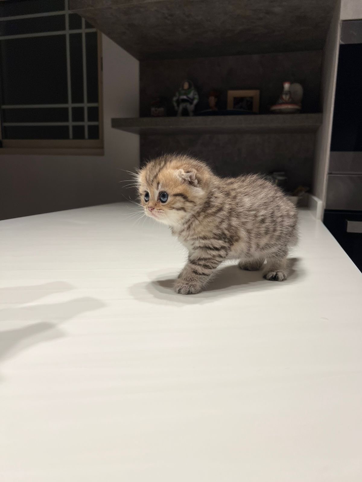 قط سكوتش تايقر انثى - سكوتش تايقر