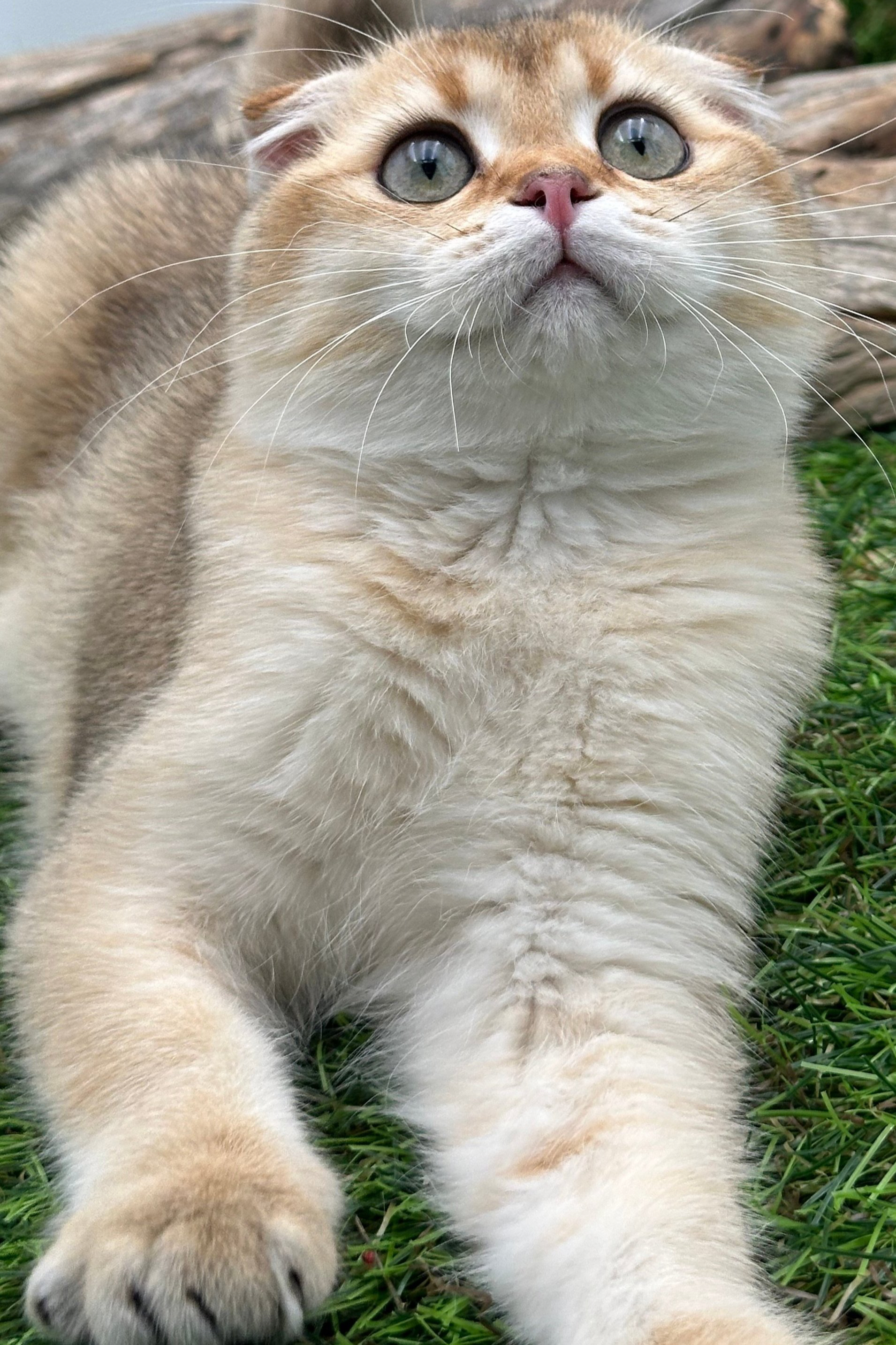 سكوتش تريل فولد Ny12 -ذكر