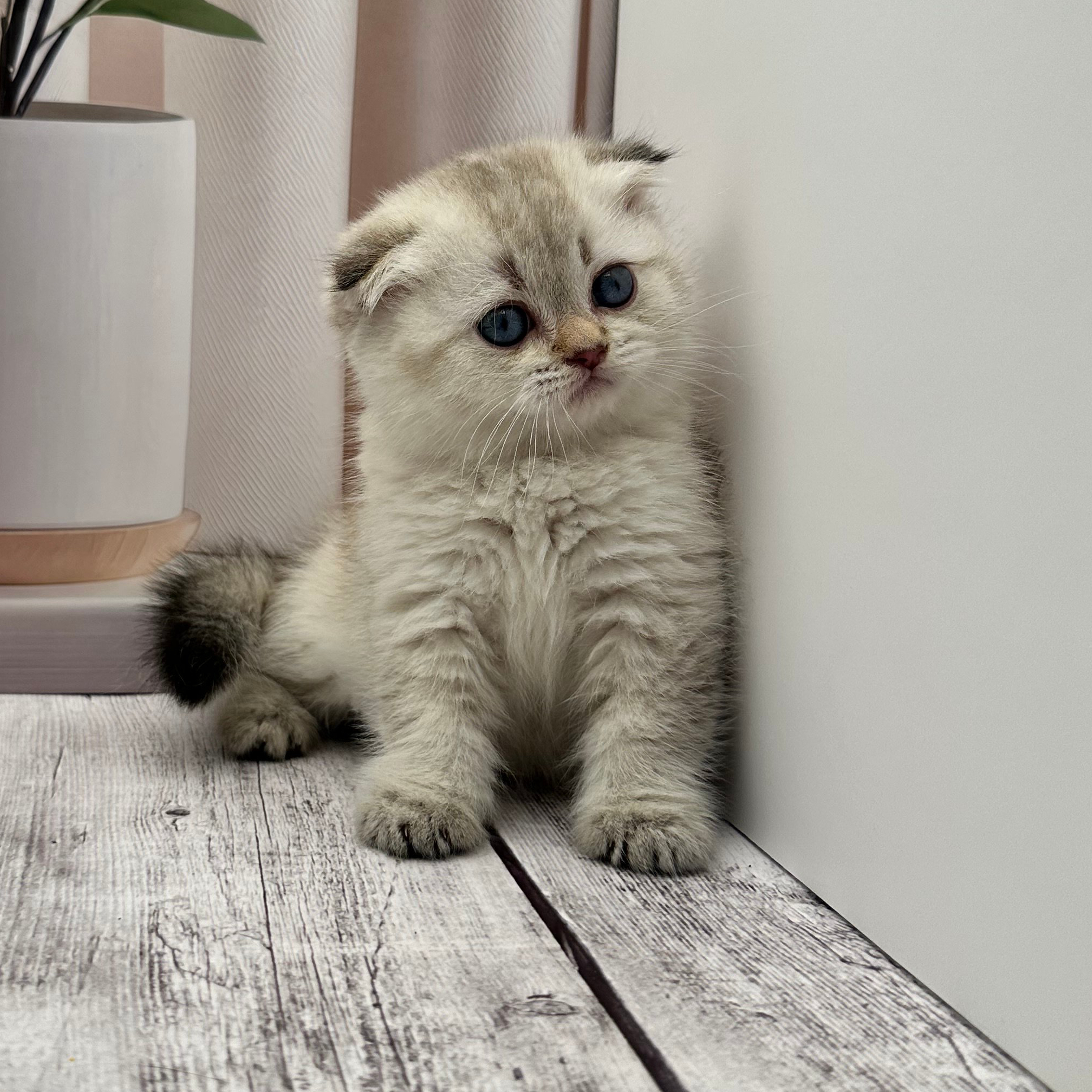 سكوتش هملايا -انثى