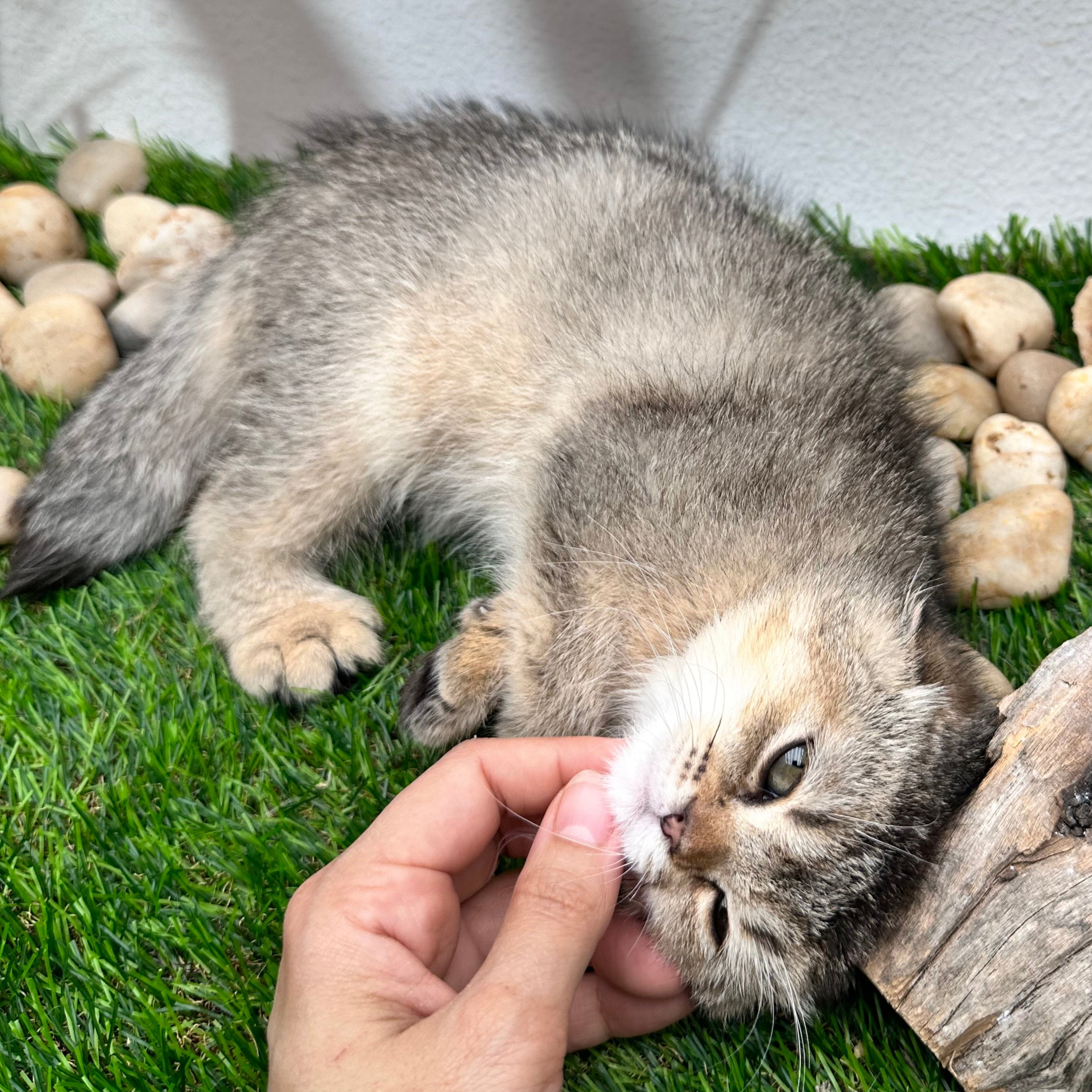 سكوتش فولد تايقر - انثى