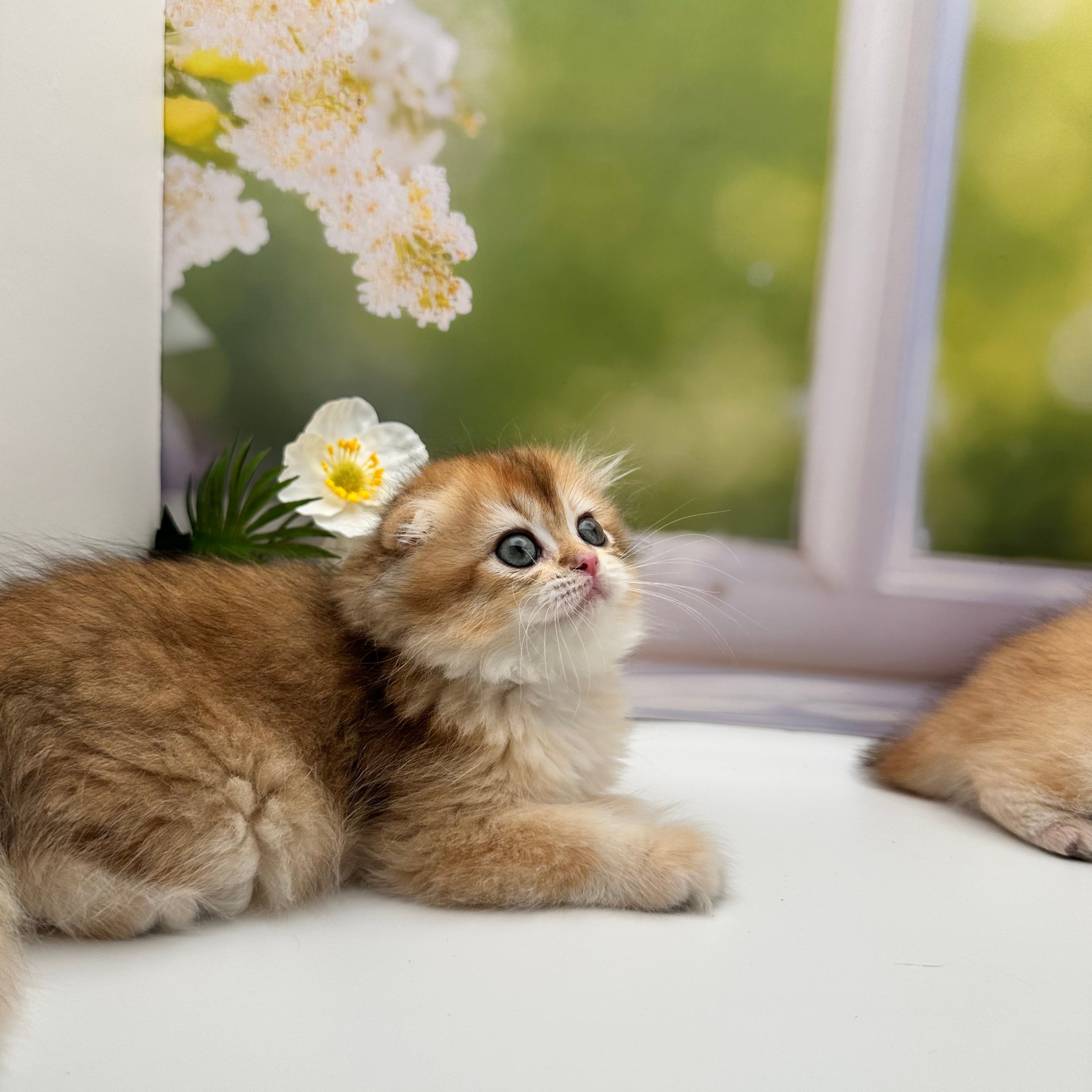 سكوتش اورنج - انثى