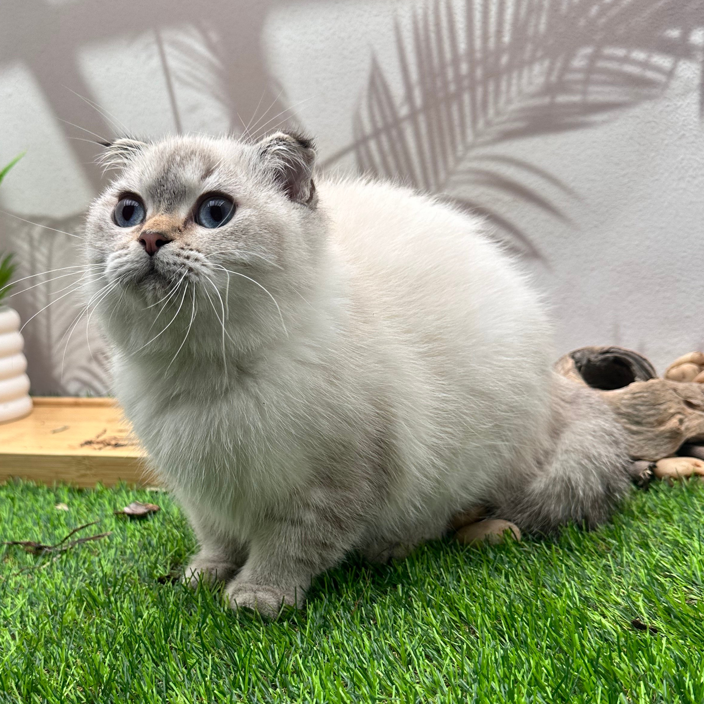 سكوتش ستريت هملايا - ذكر