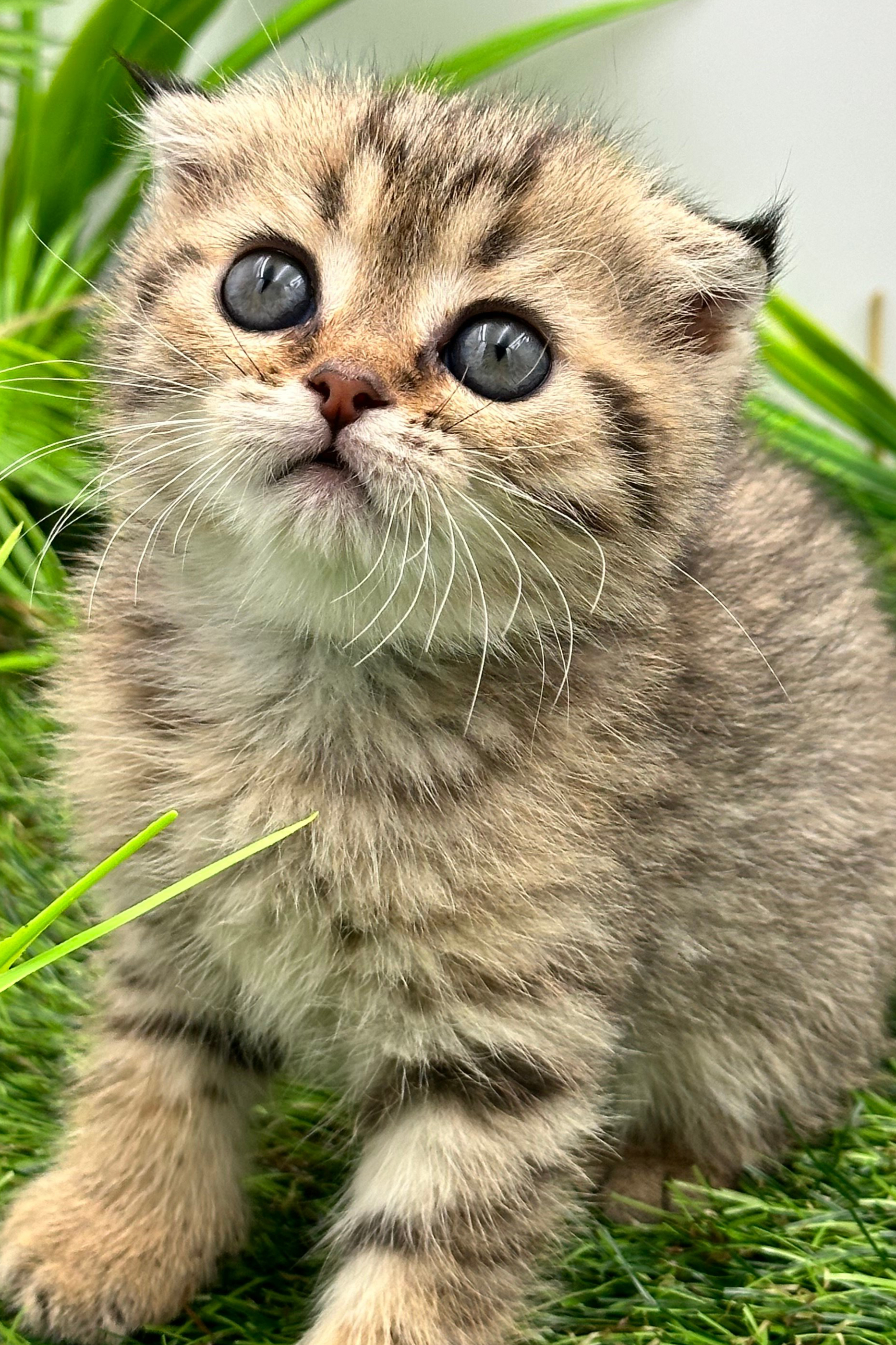 سكوتش فولد تايقر - ذكر