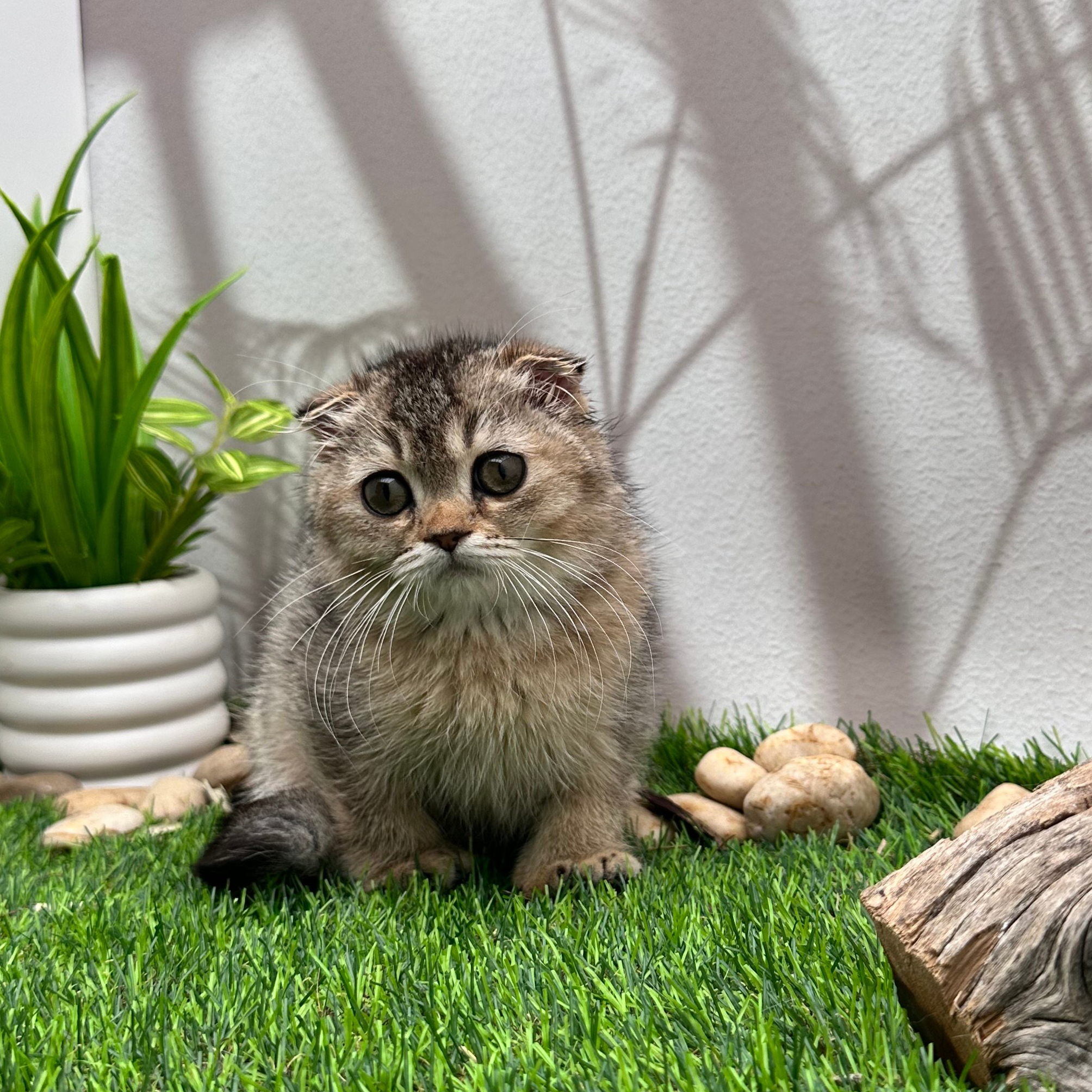 سكوتش فولد تايقر - انثى