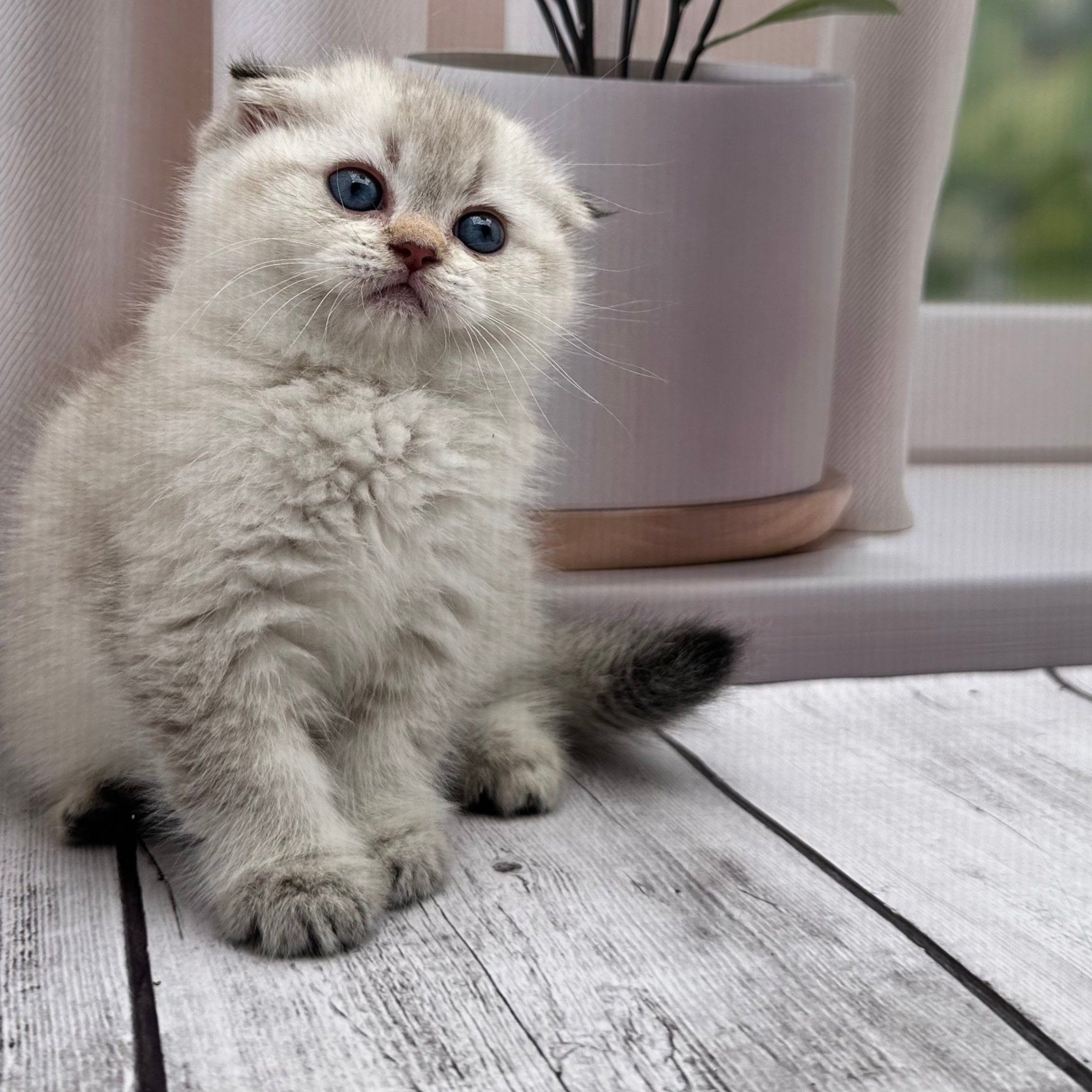 سكوتش هملايا -انثى