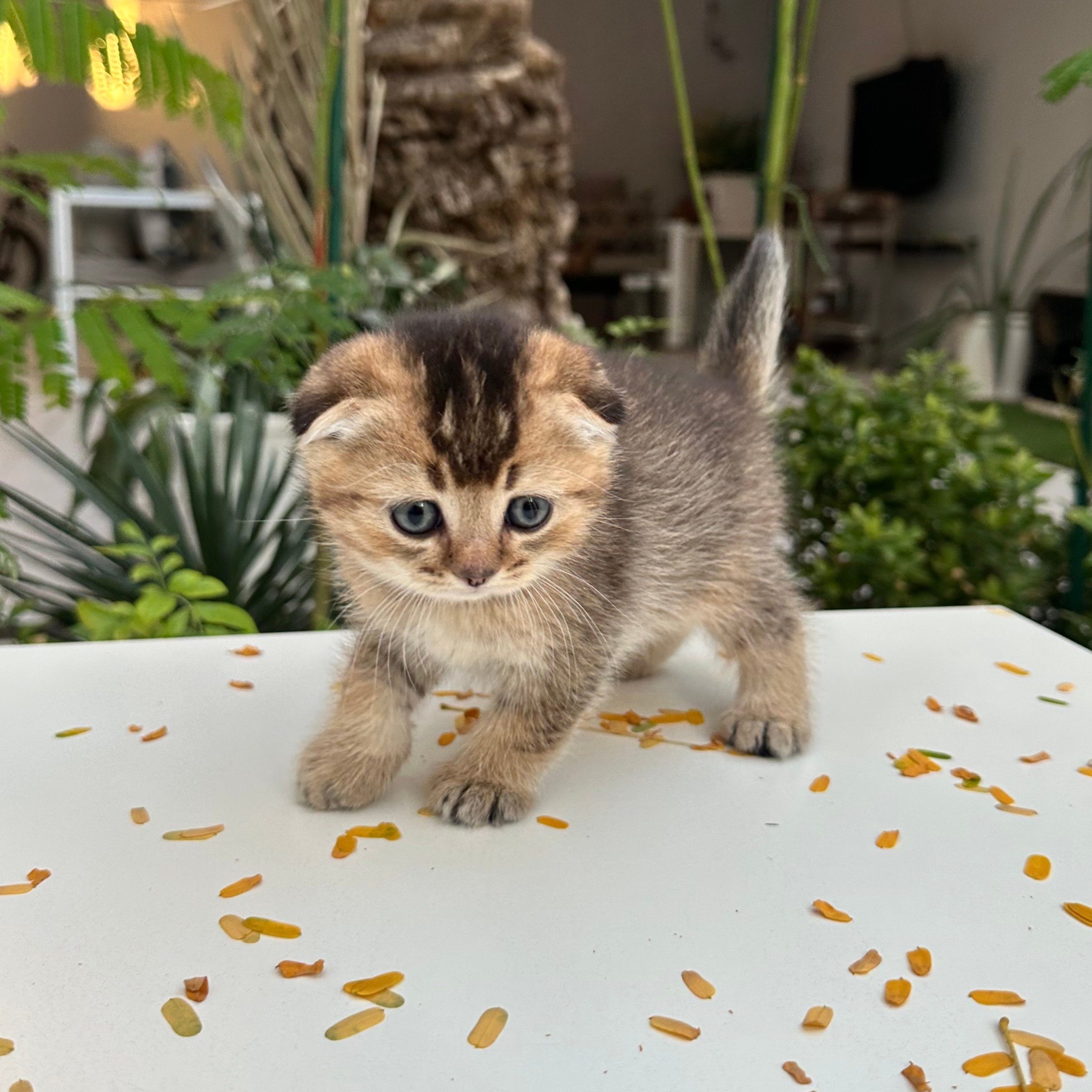 سكوتش فولد -ذكر