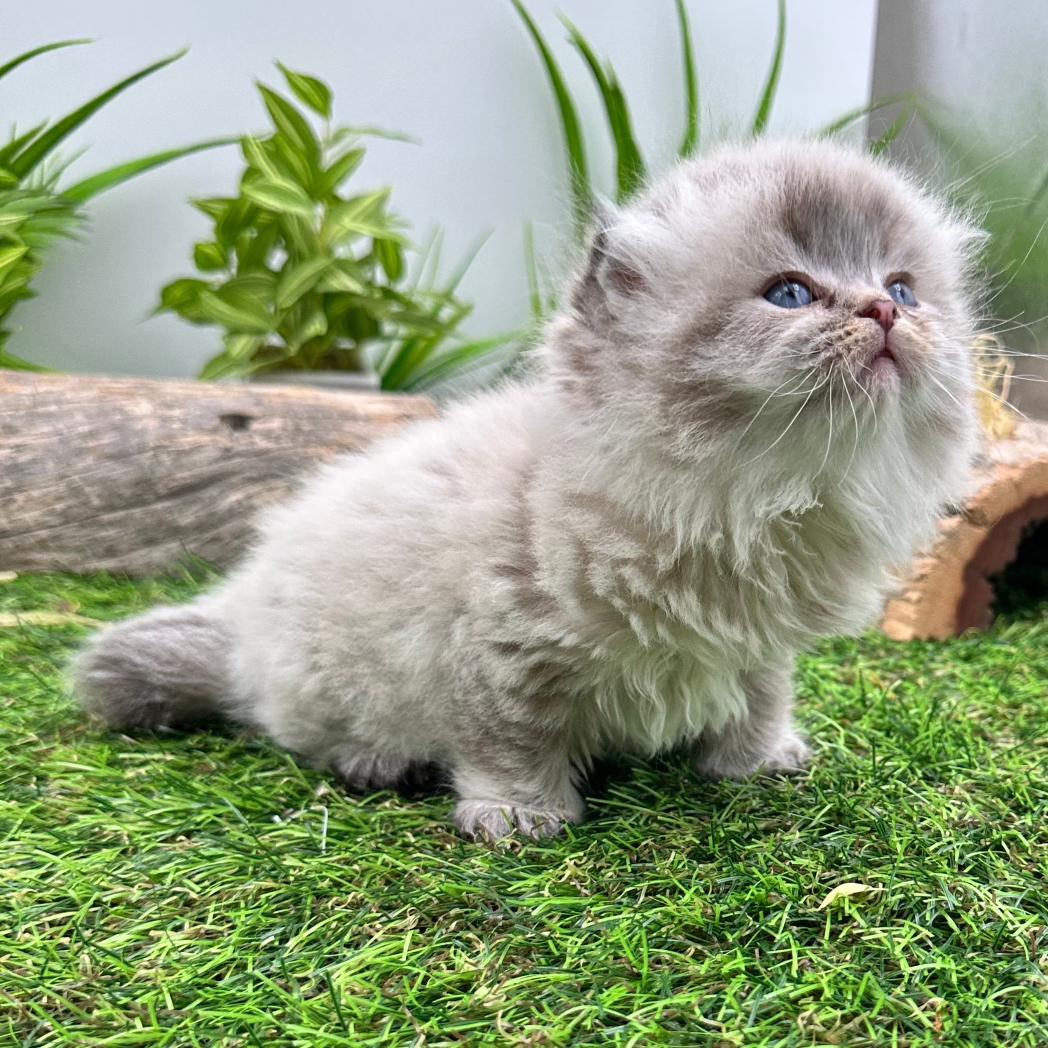 سكوتش تربل فولد - ذكر