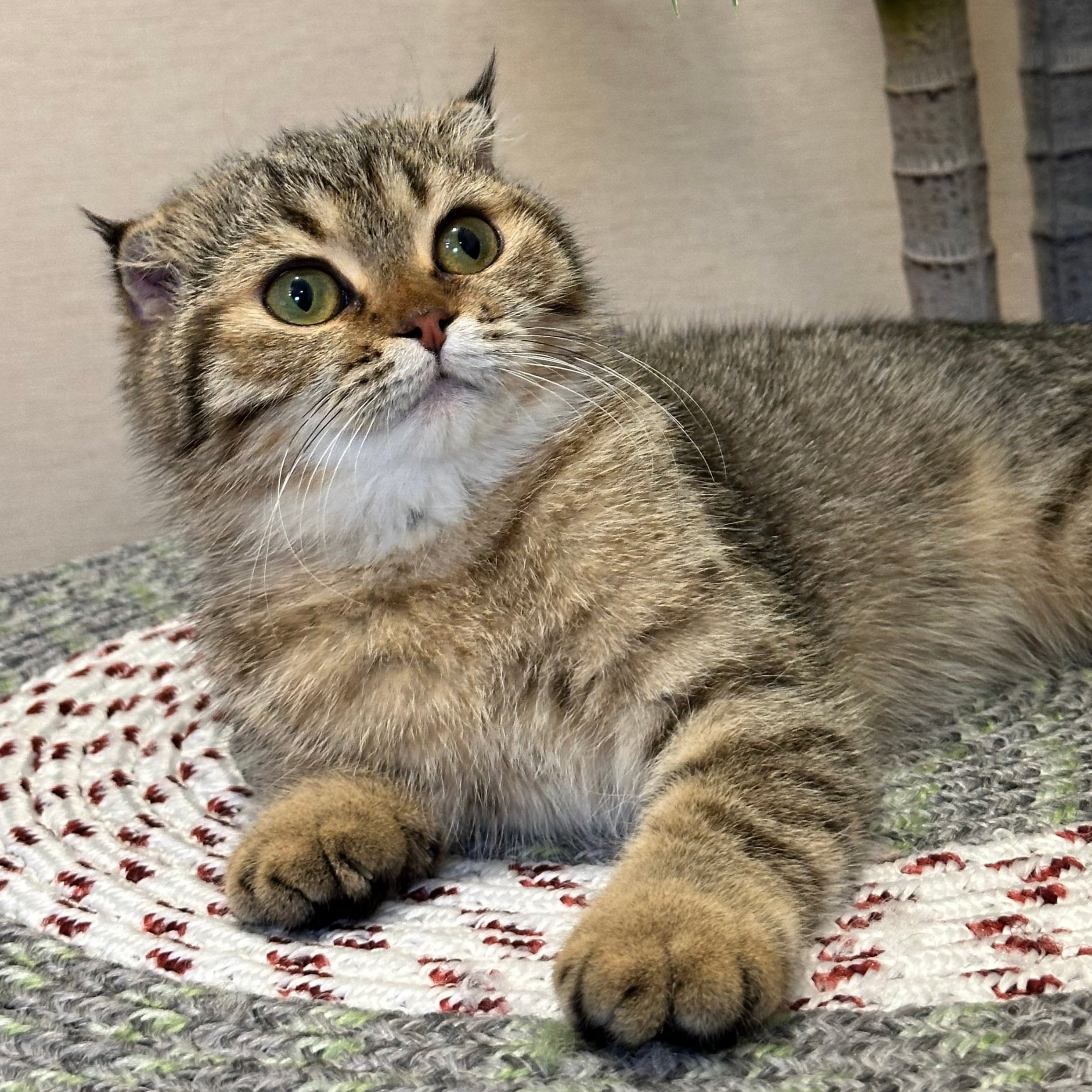 سكوتش فولد تايقر - انثى