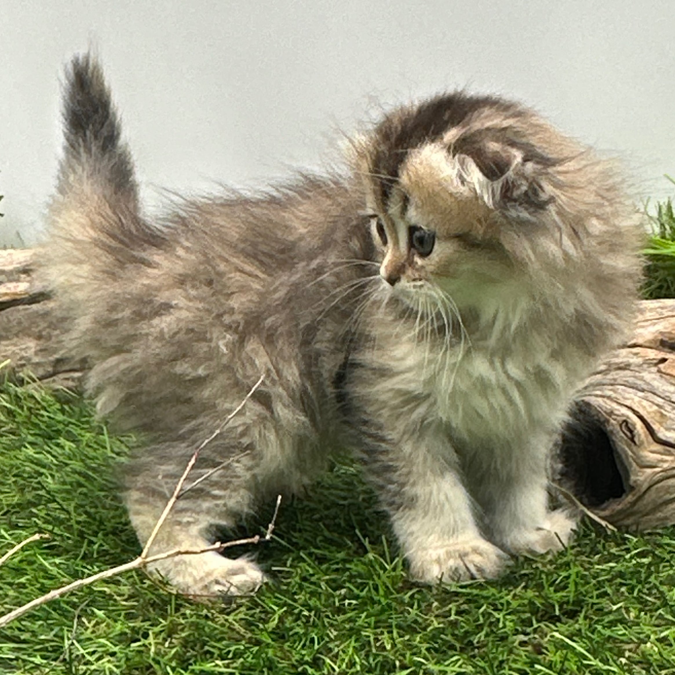 سكوتش لونق هير - أنثى