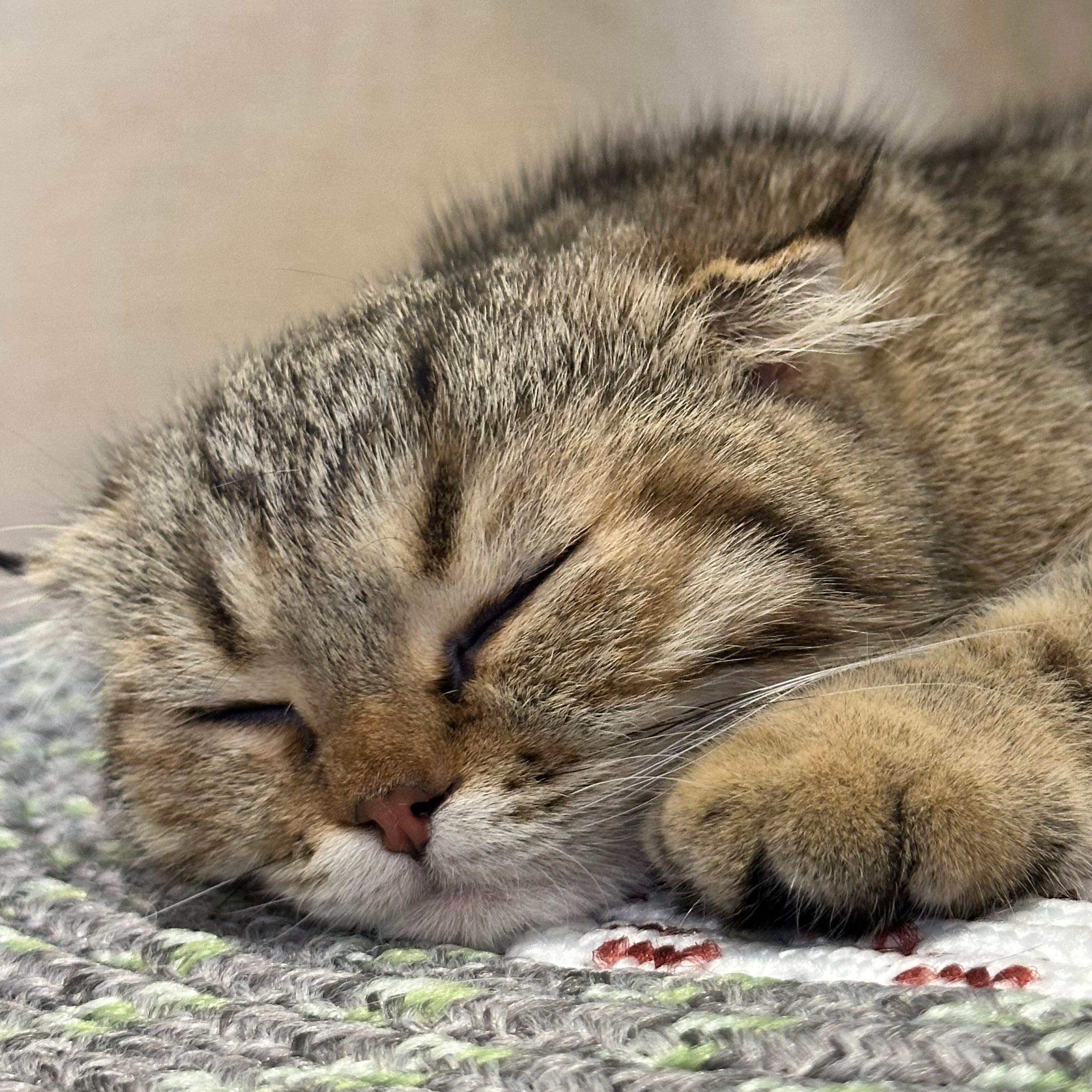 سكوتش فولد تايقر - انثى