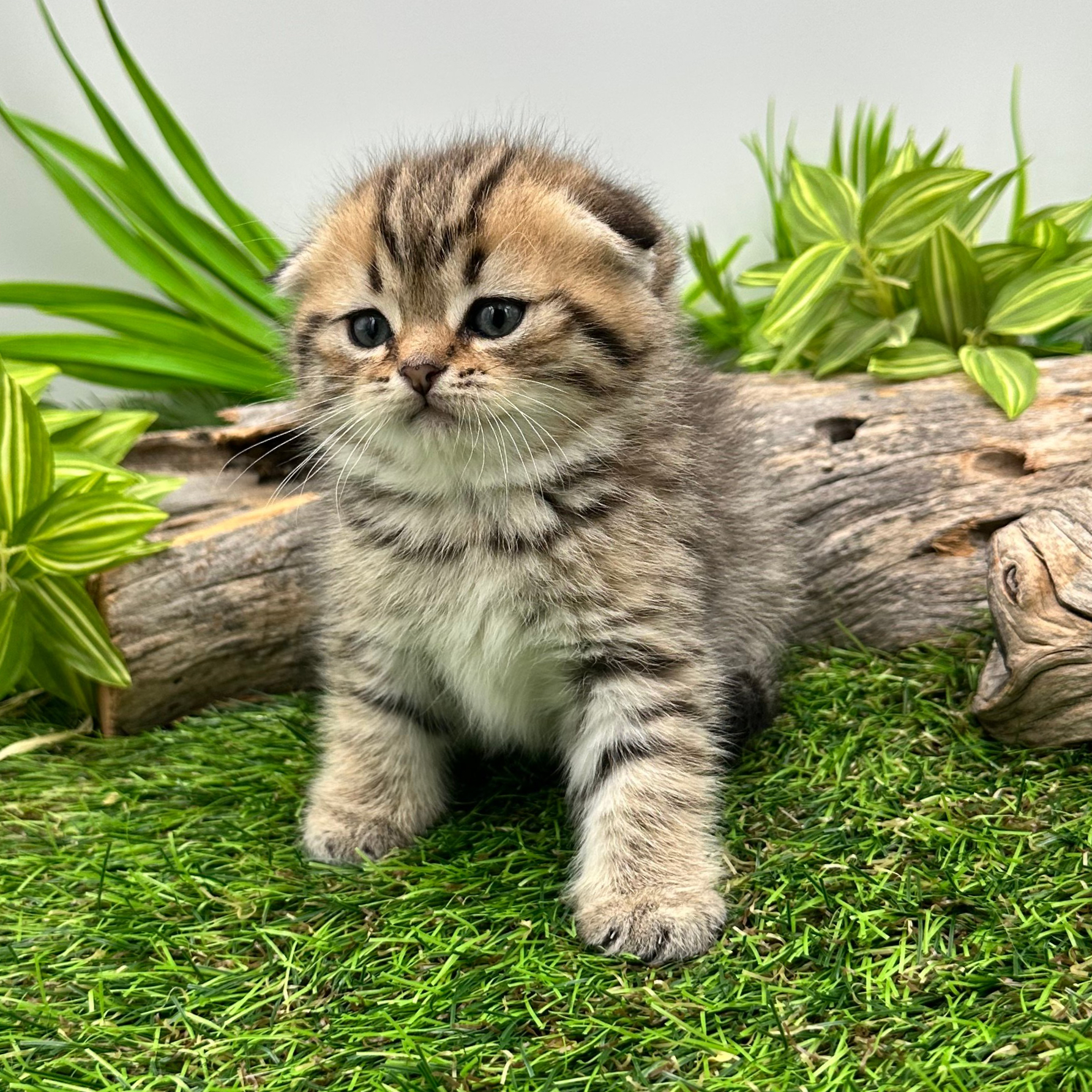 سكوتش فولد تايقر - انثى