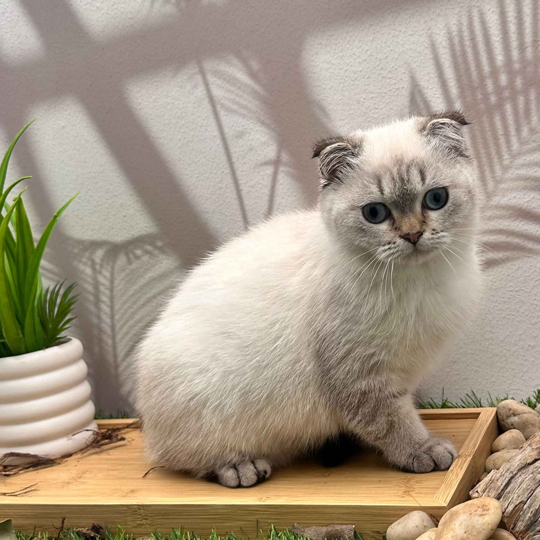 سكوتش ستريت هملايا - ذكر