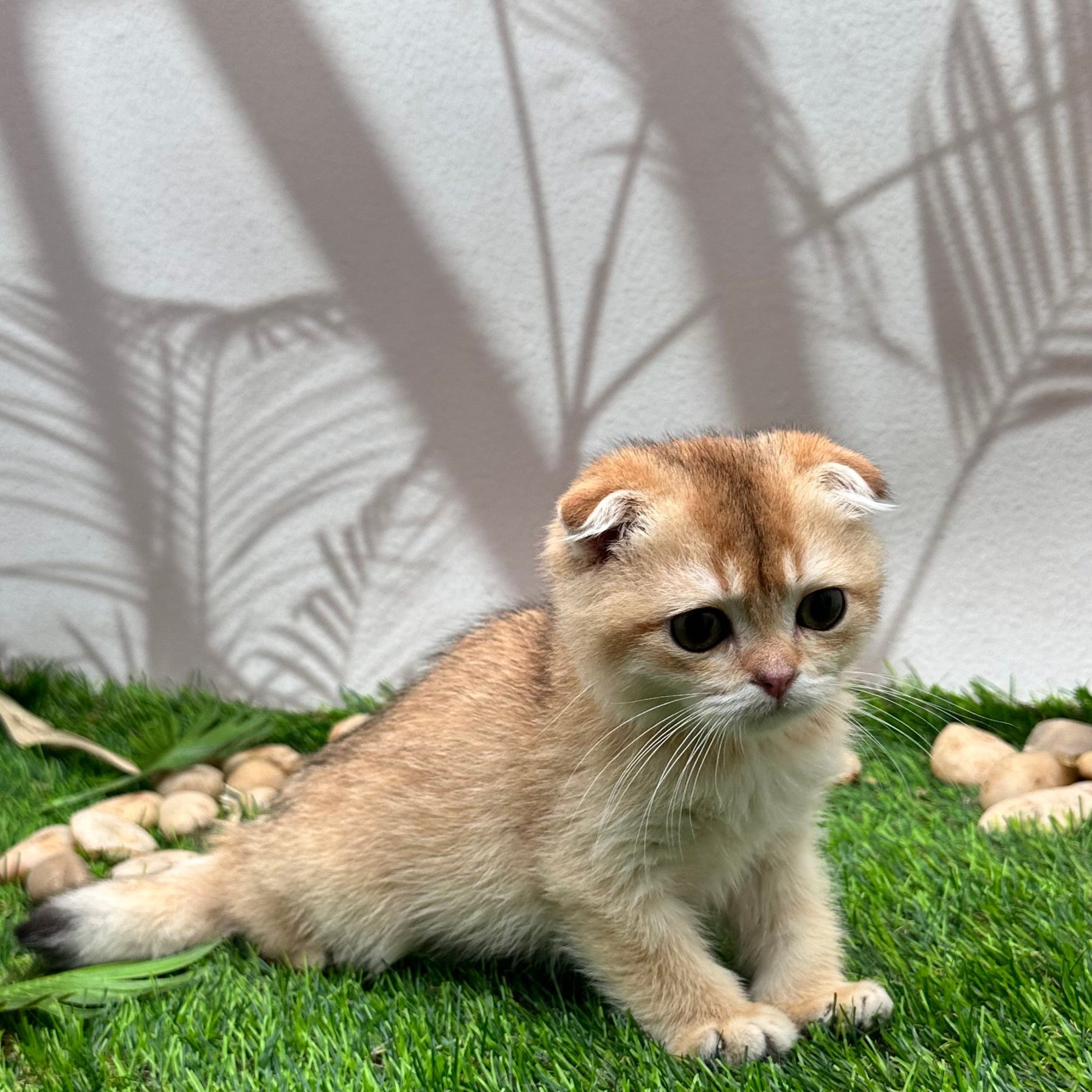 سكوتش فولد اورنج- ذكر