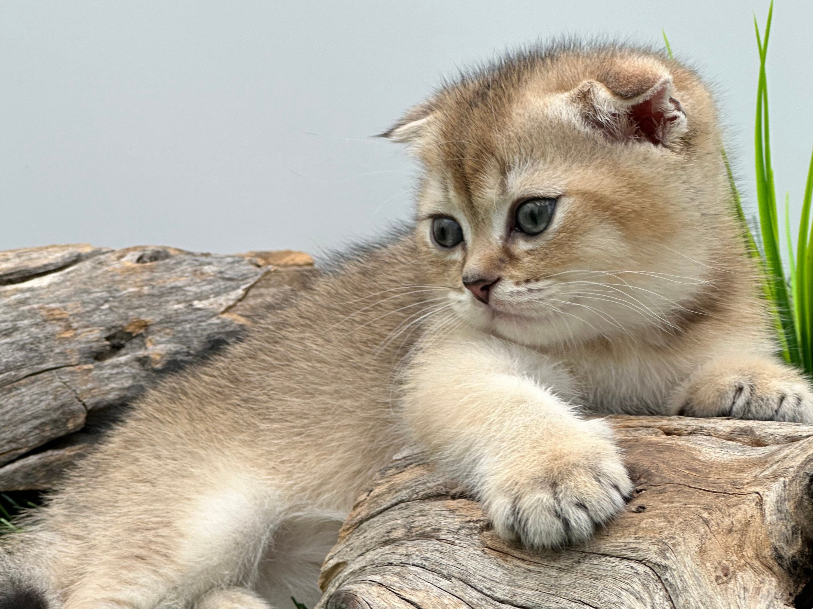 سكوتش فولد ذكر