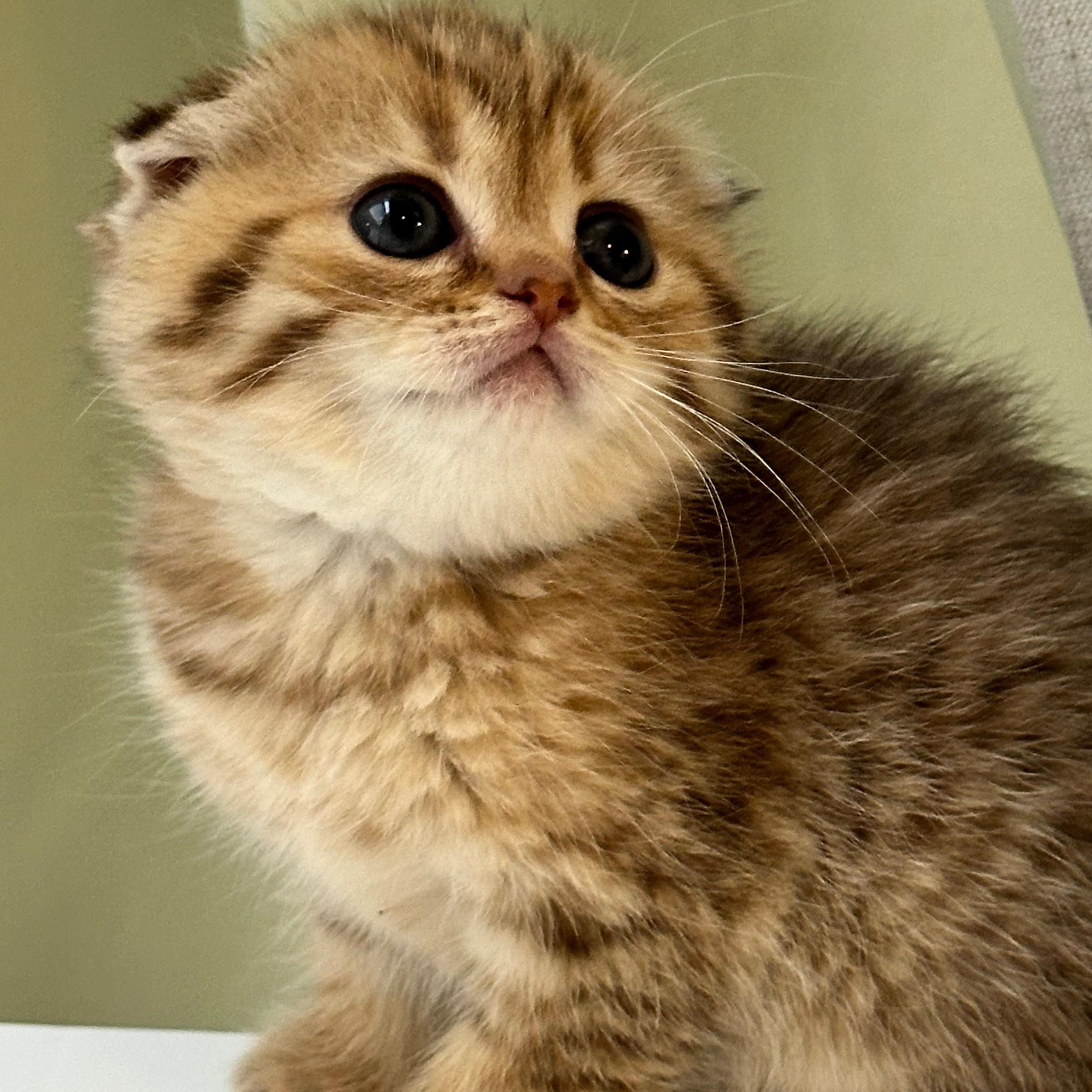 سكوتش فولد تايقر فاتح - انثى