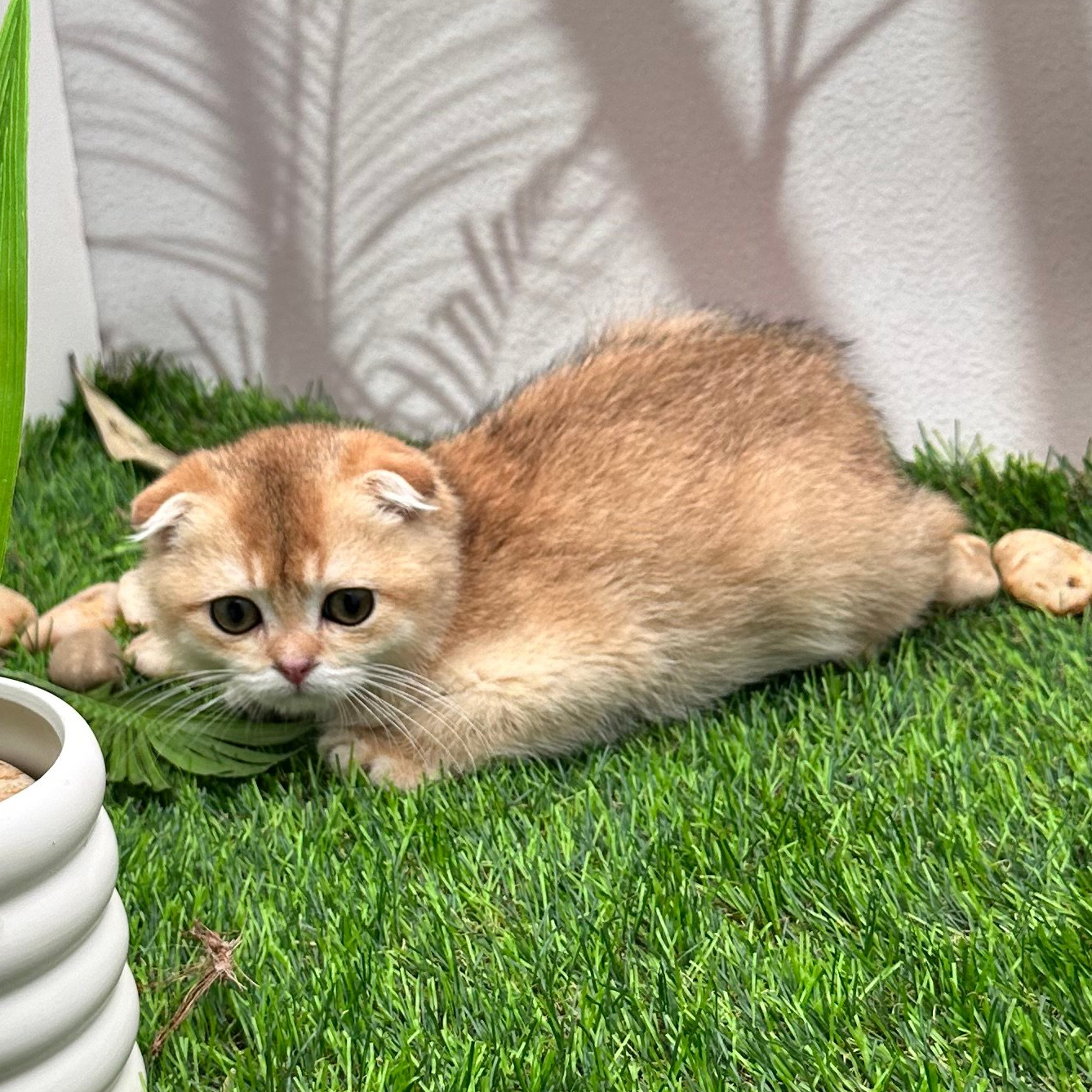 سكوتش فولد اورنج- ذكر