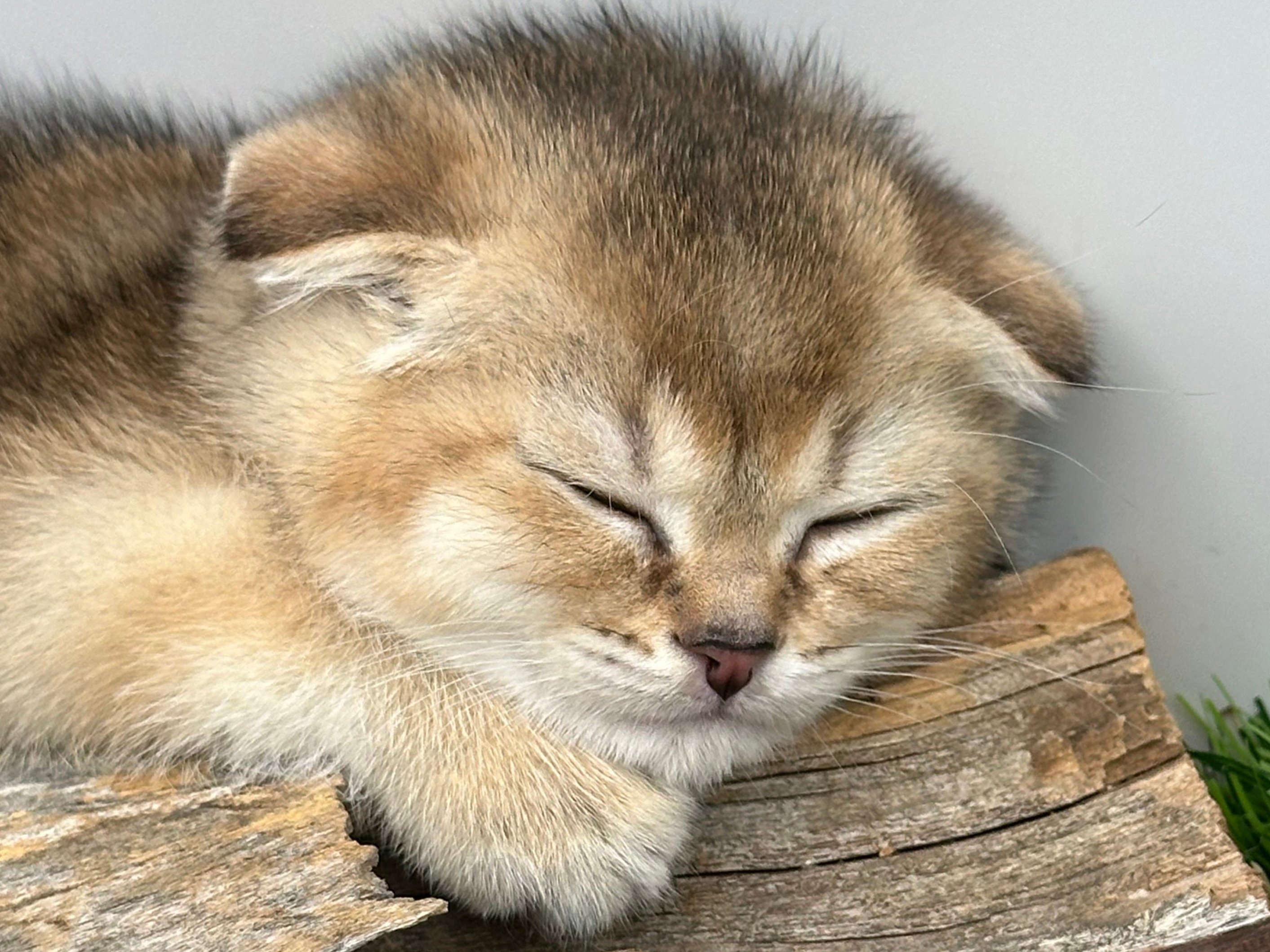 سكوتش فولد ذكر