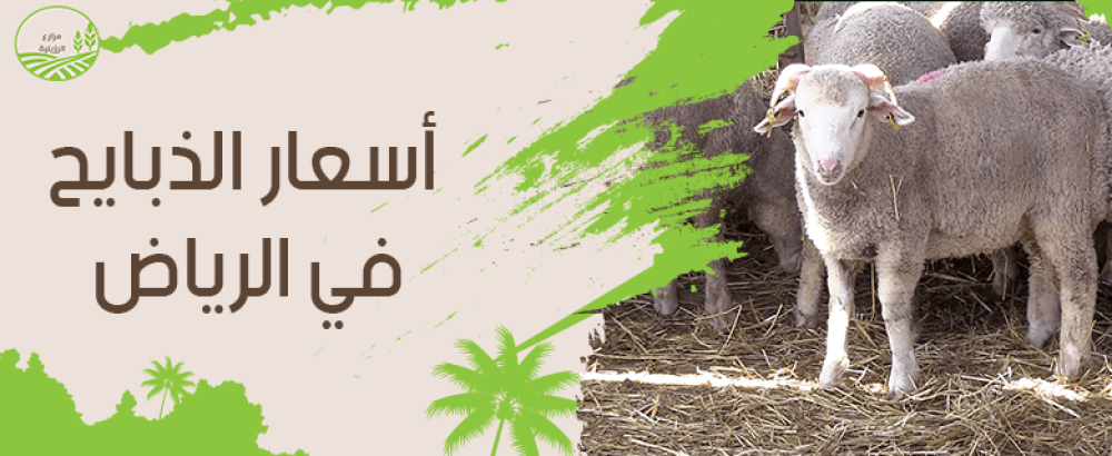كل ما تريد معرفته حول اسعار الذبايح في الرياض